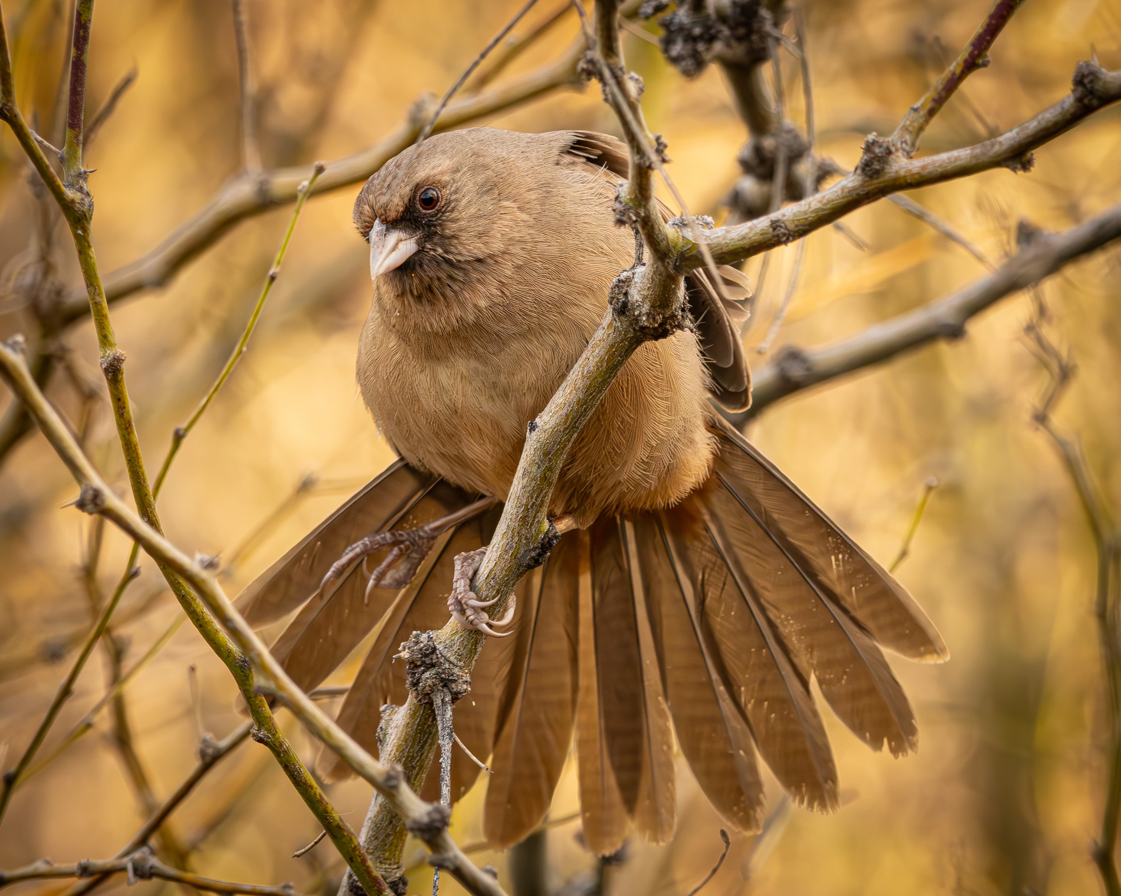 Abert's Towhee with fan-like tail feathers