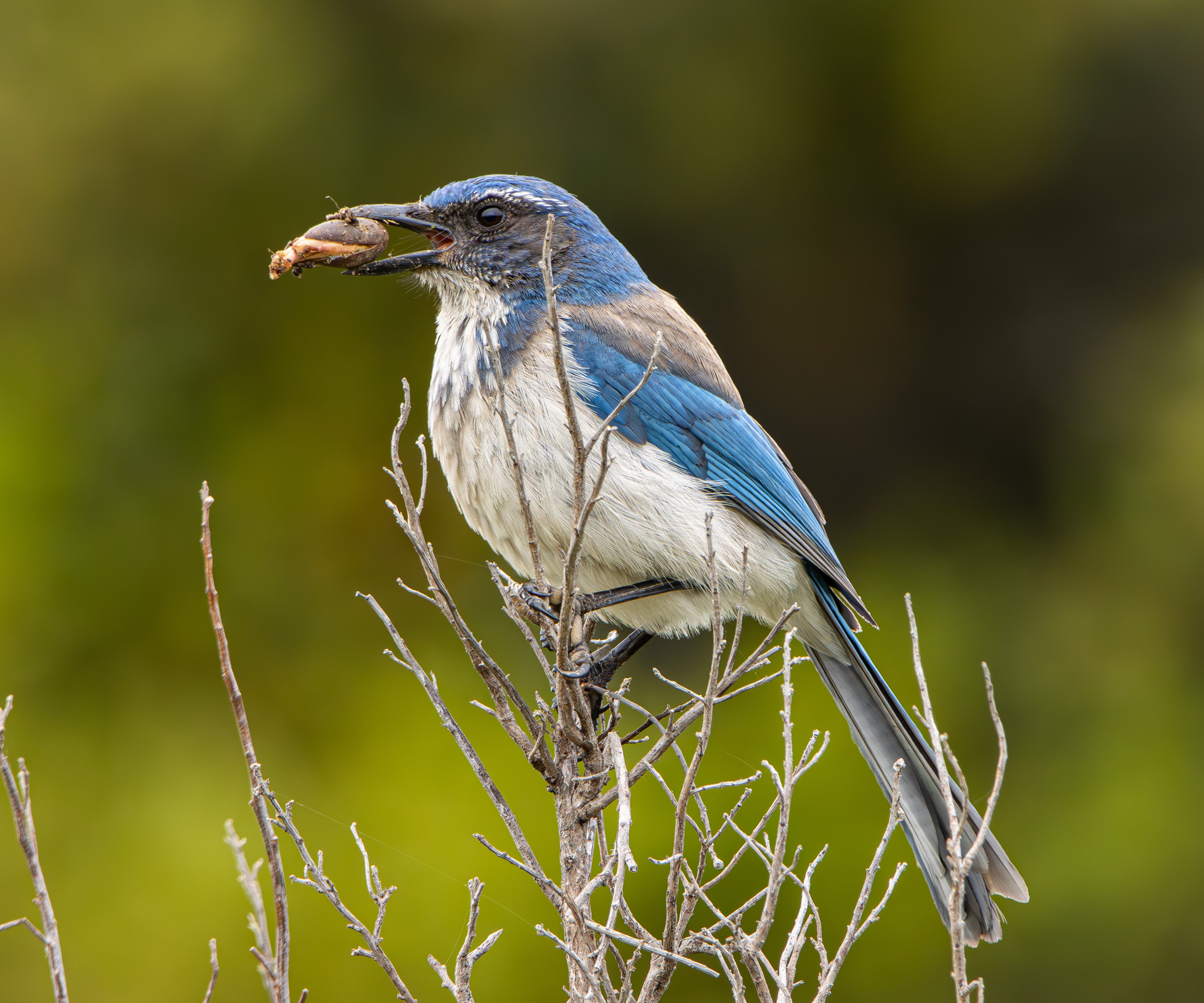 California Scrub-jay holding an acorn
