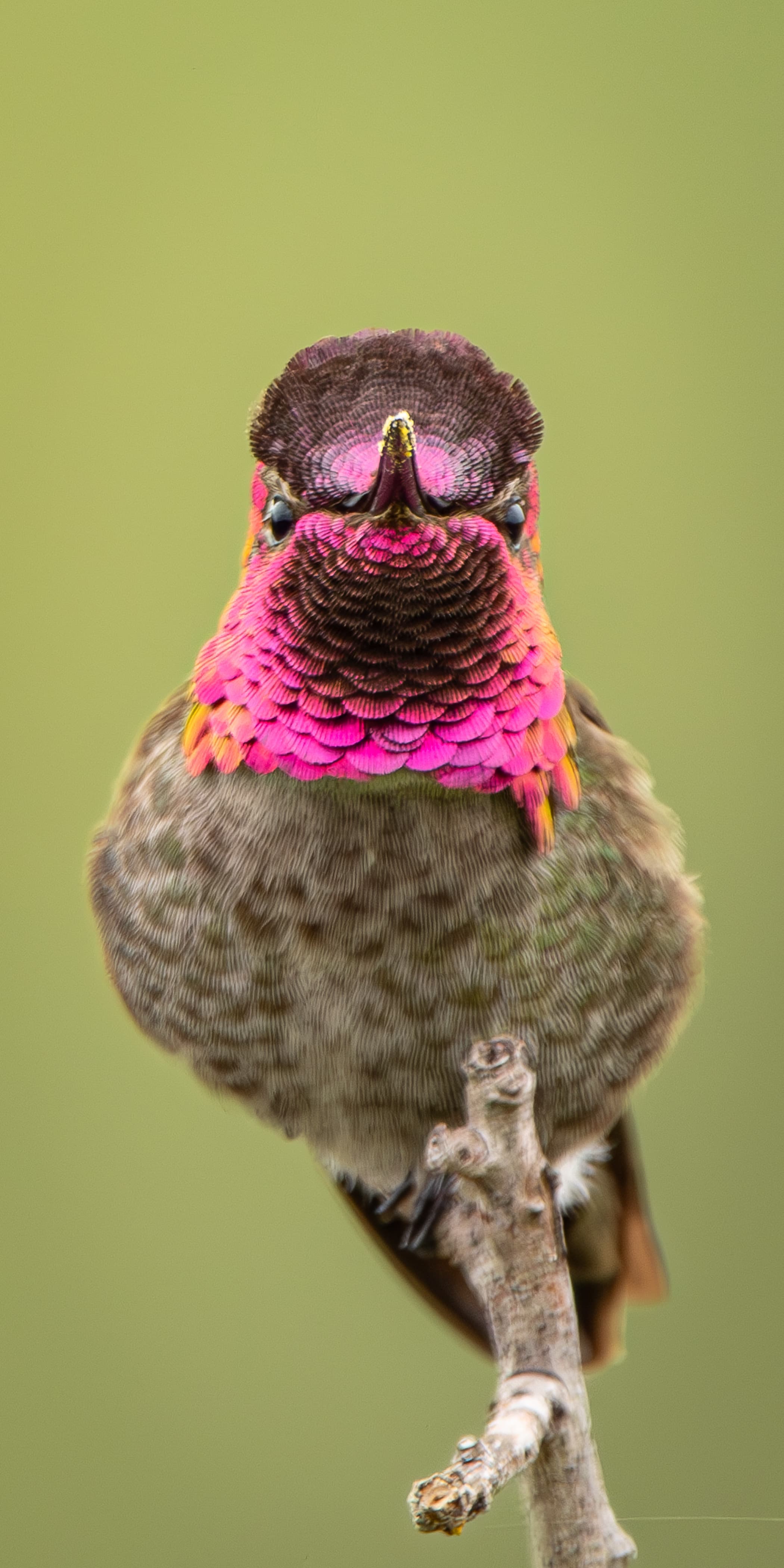 Anna's Hummingbird posing