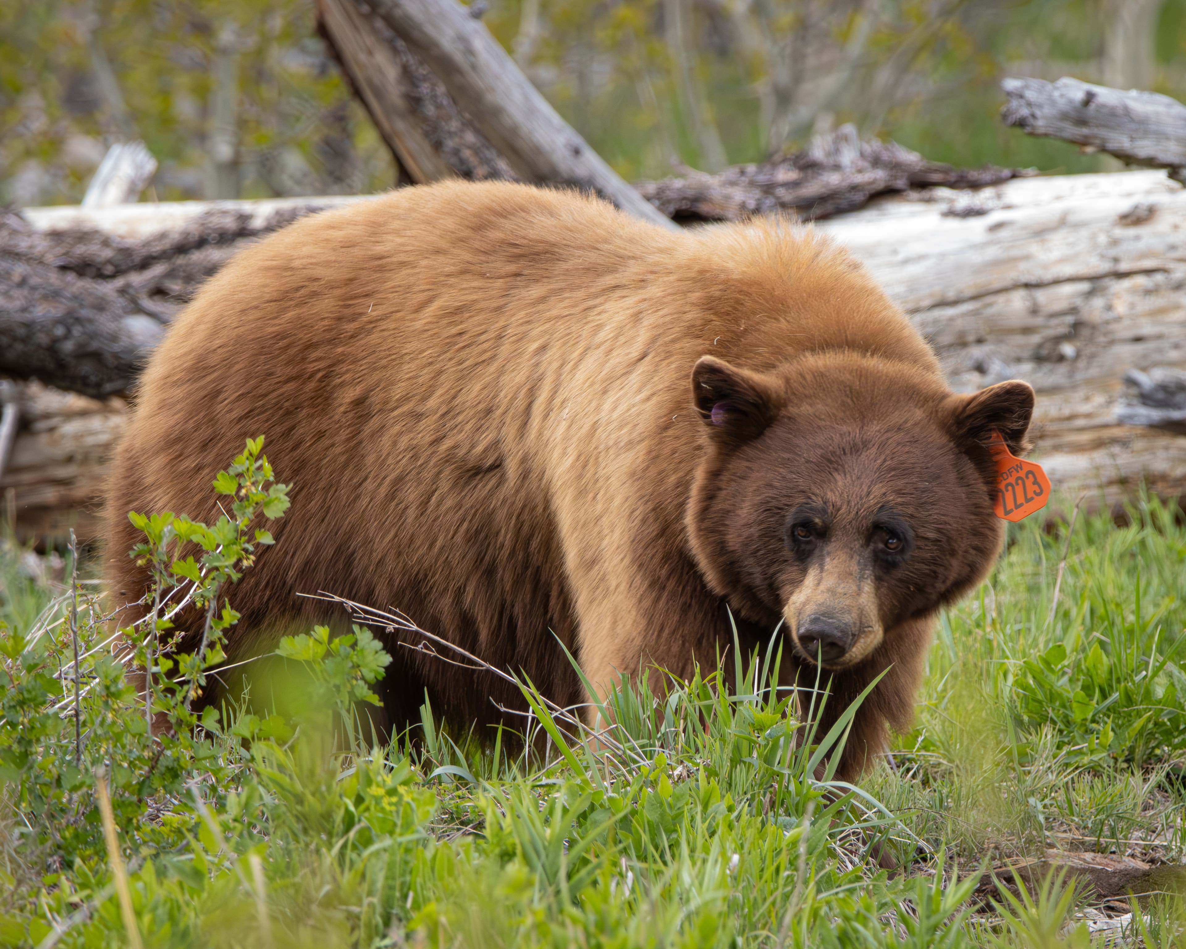 Black Bear gazes