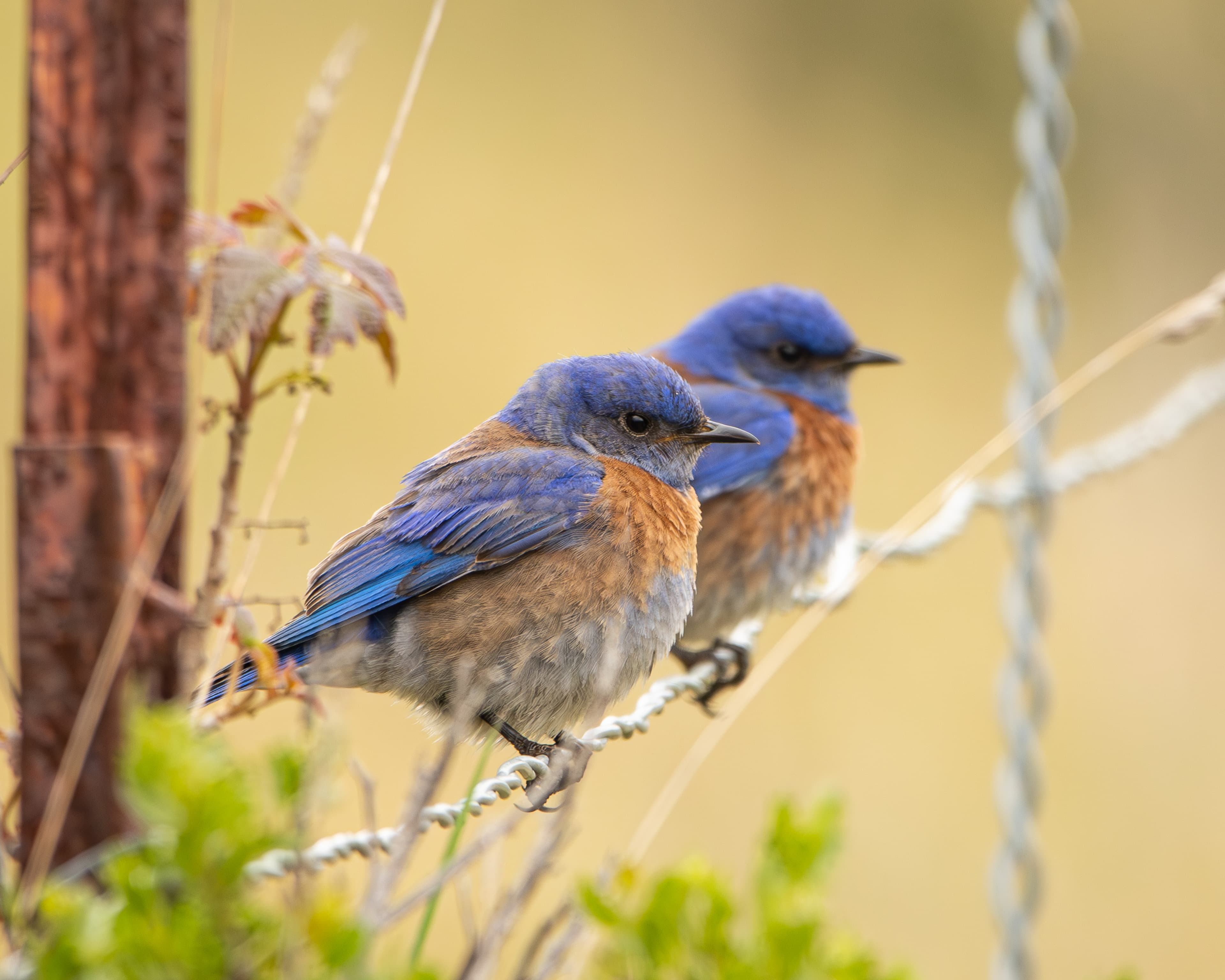 Western Bluebirds perched together