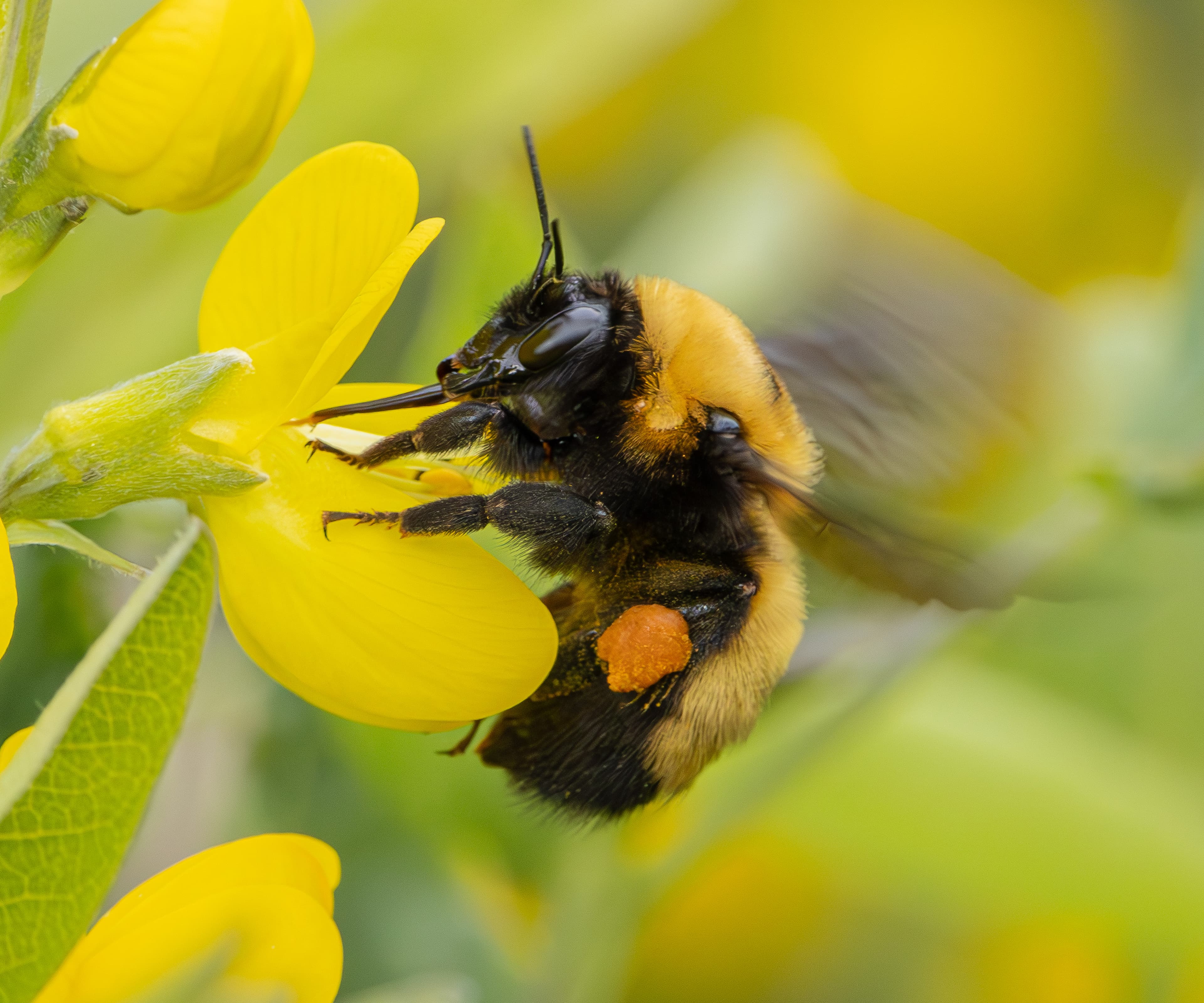 Bumblebee getting pollen