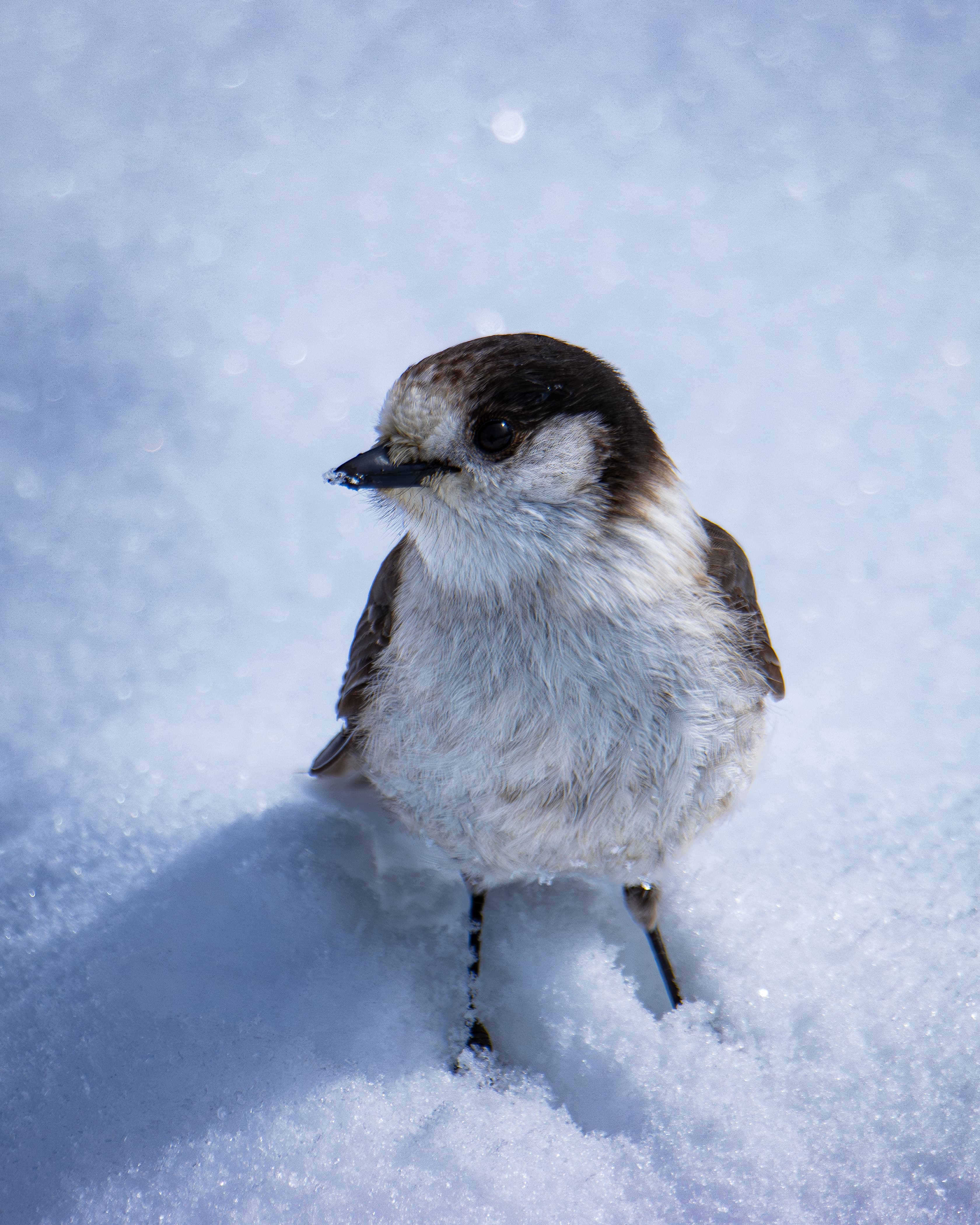 Canada Jay in the snow
