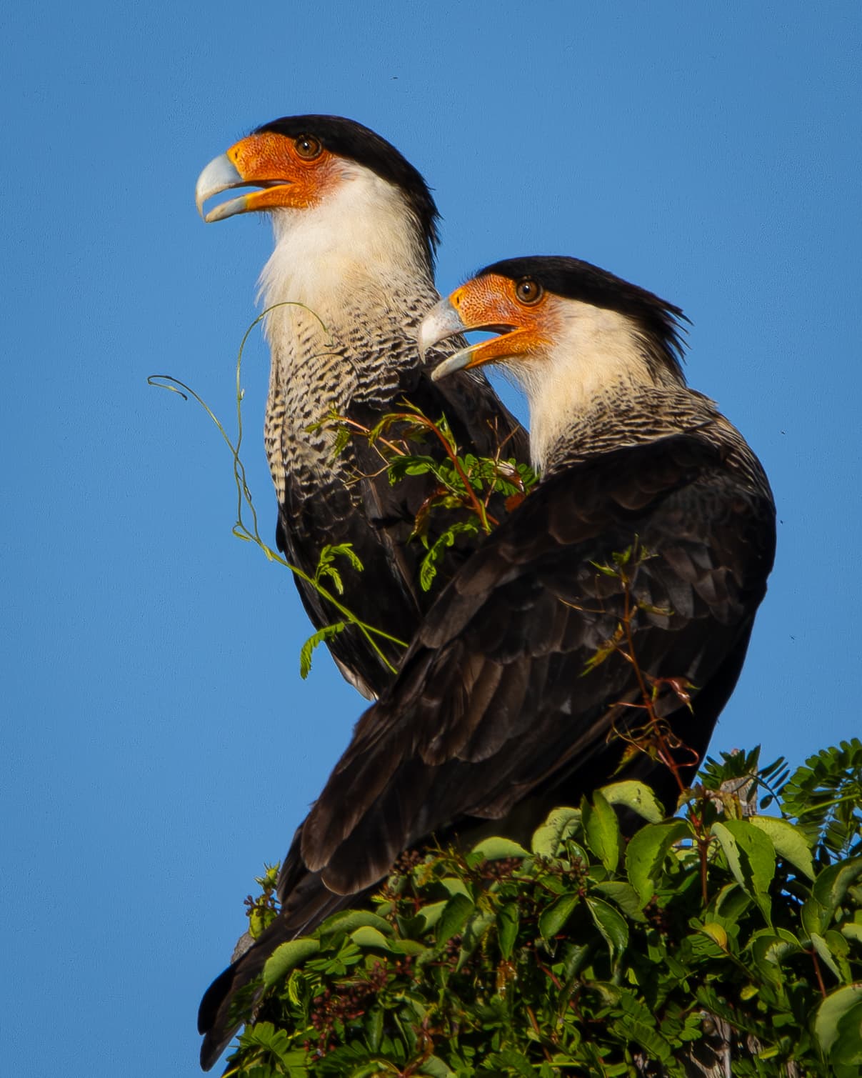 Two Crested Caracaras perched at the top of a tree