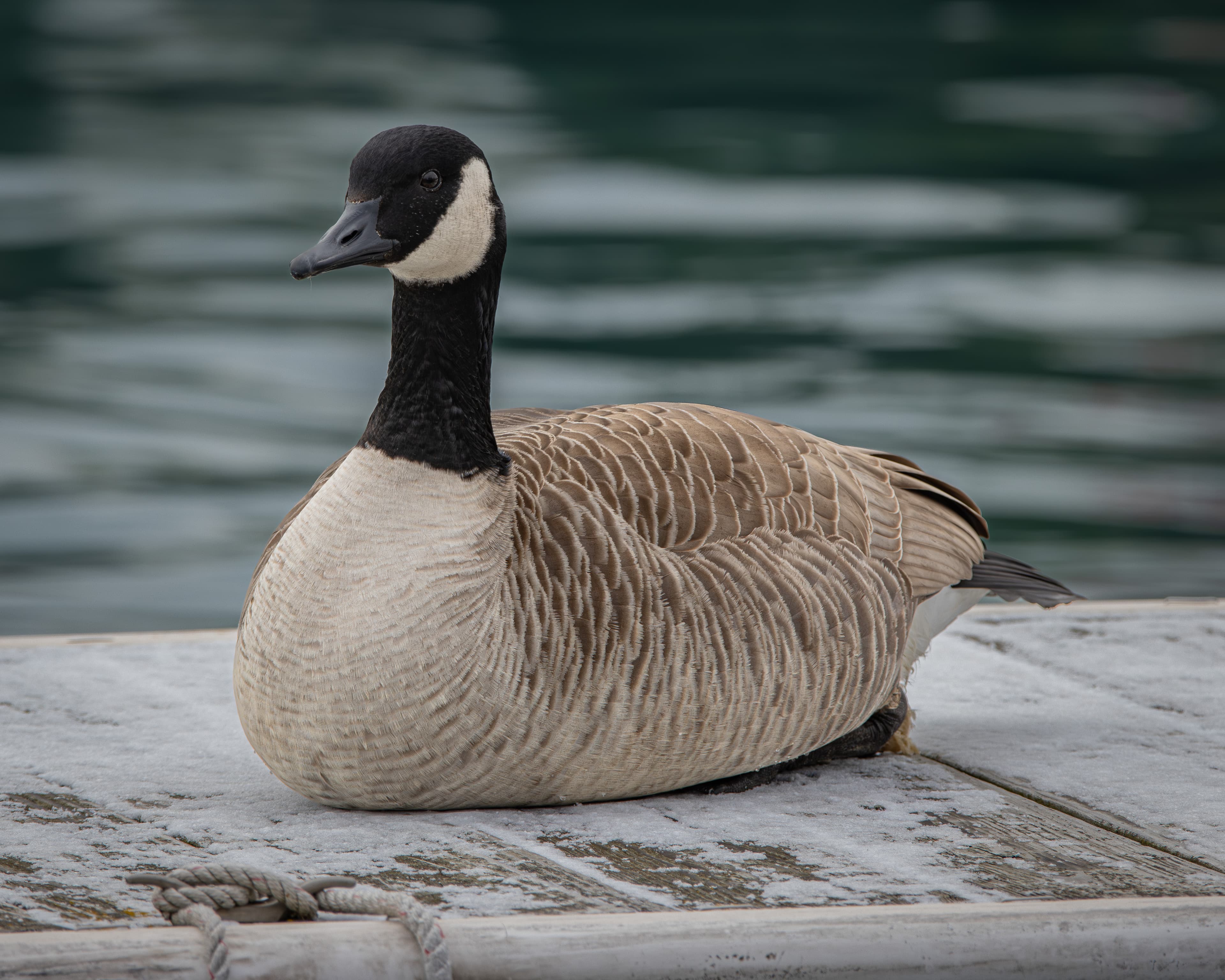 A Canada Goose sits on a dock.