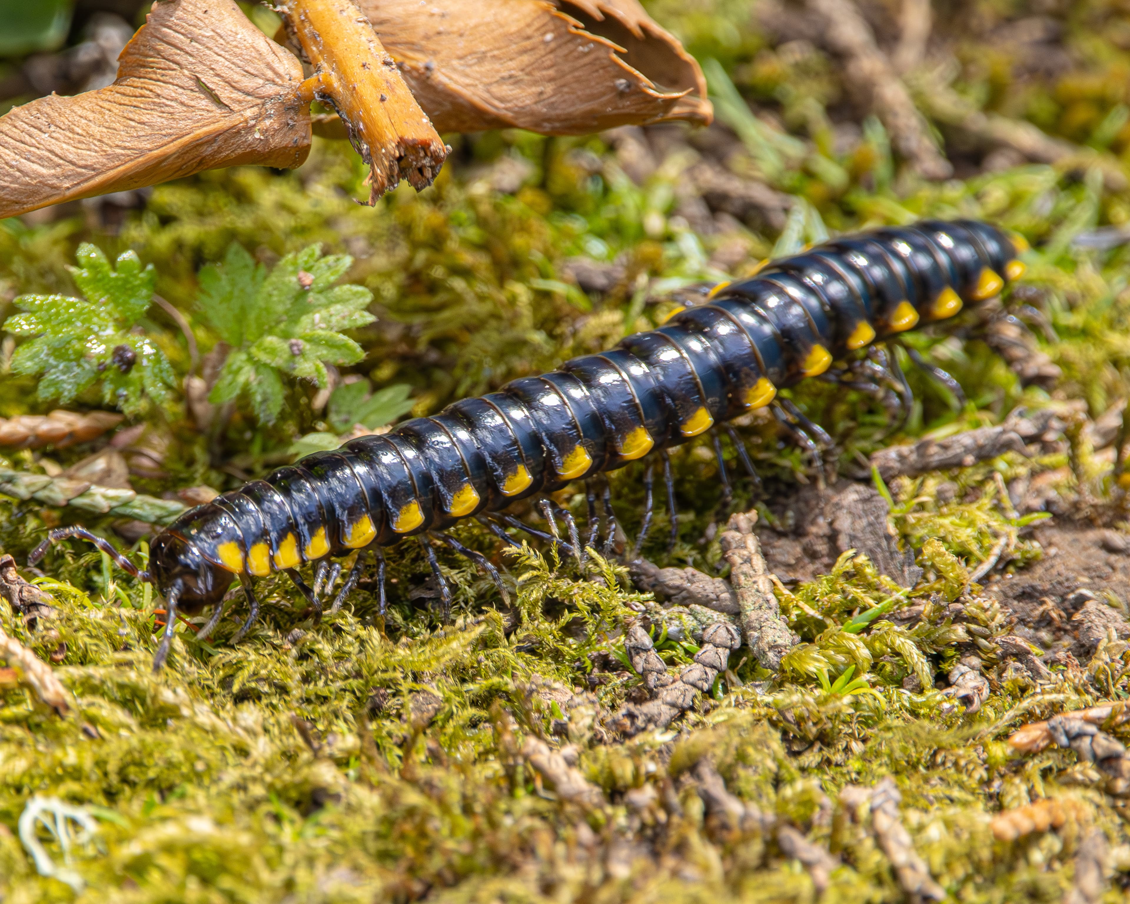 A Yellow-spotted Millipede crawling along.