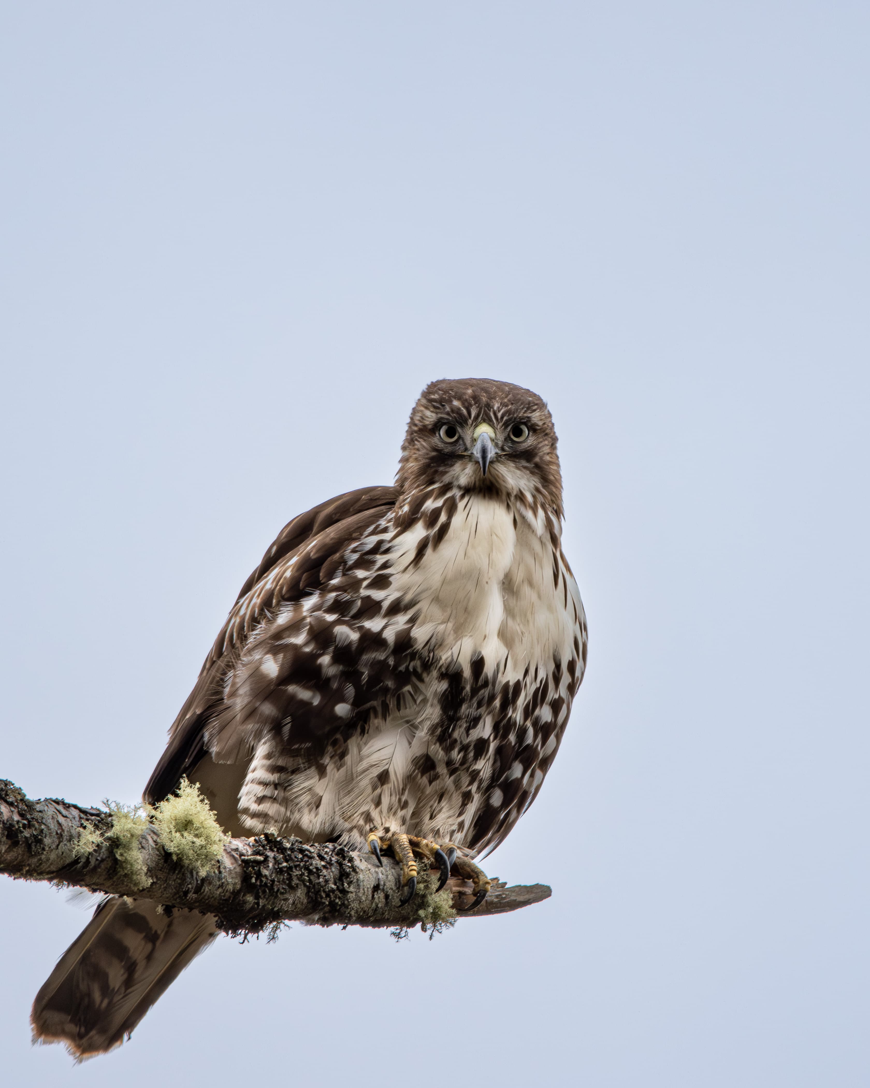 Red-tailed Hawk looks from a perch