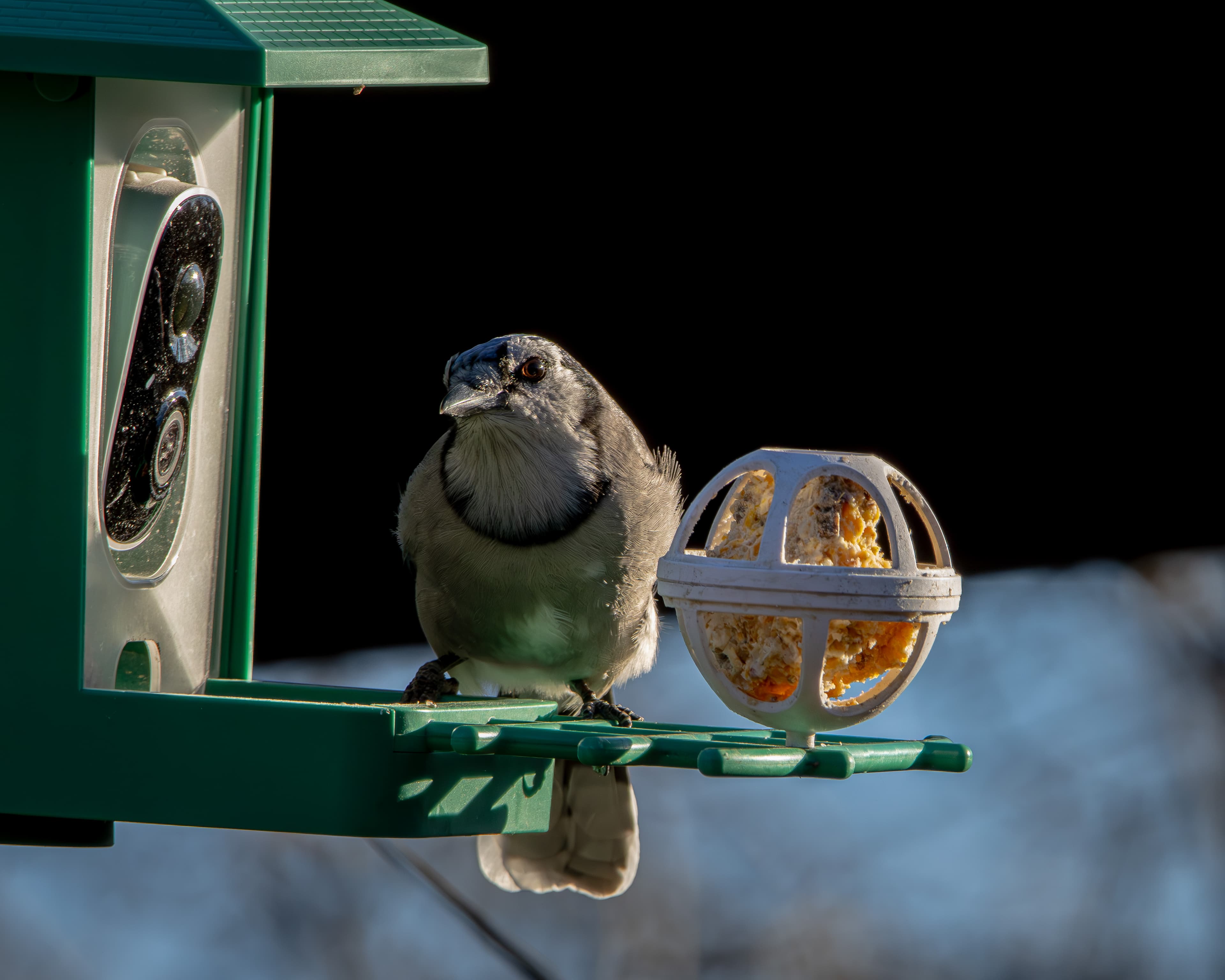 A Blue Jay visits a feeder