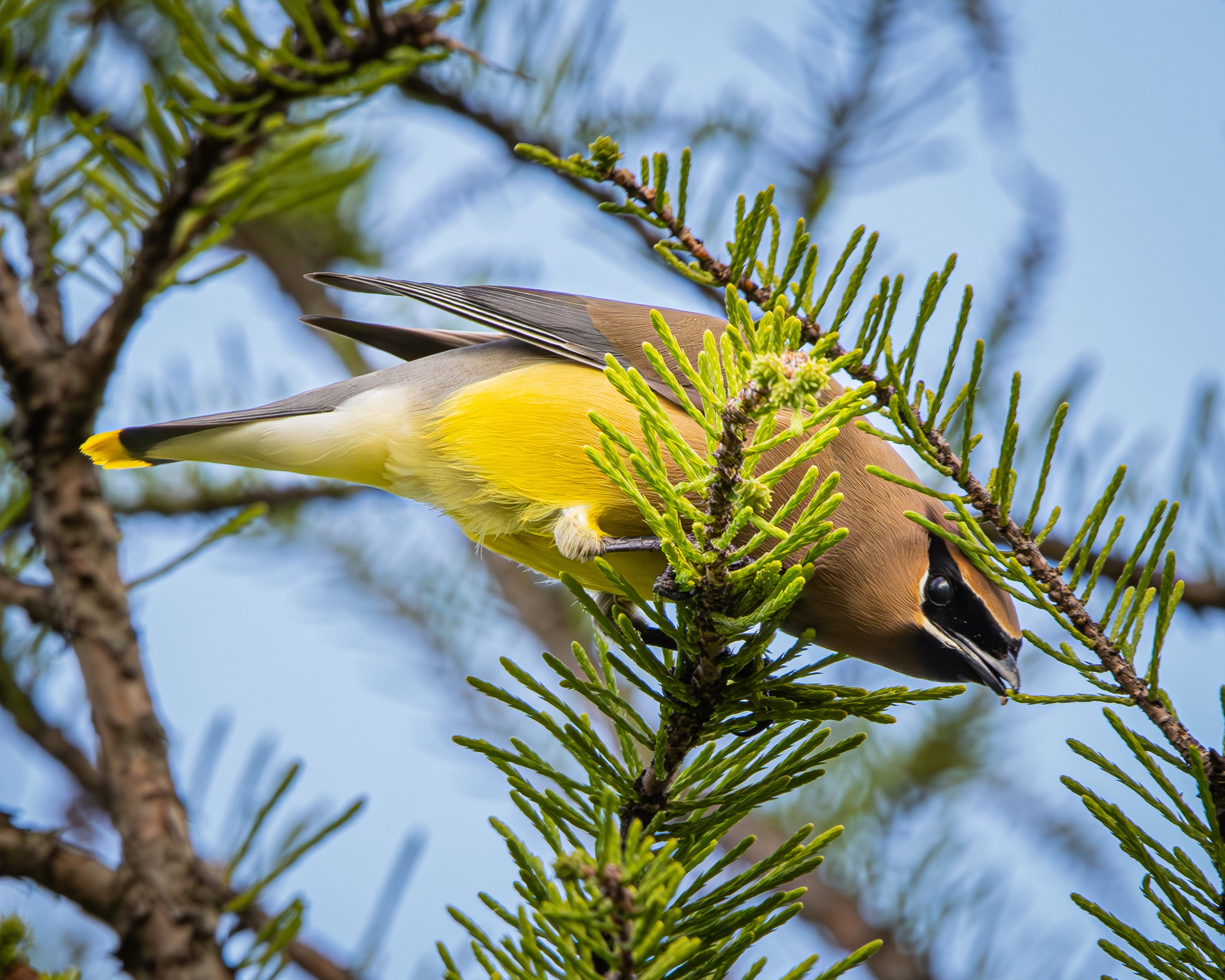 A Cedar Waxwing eating