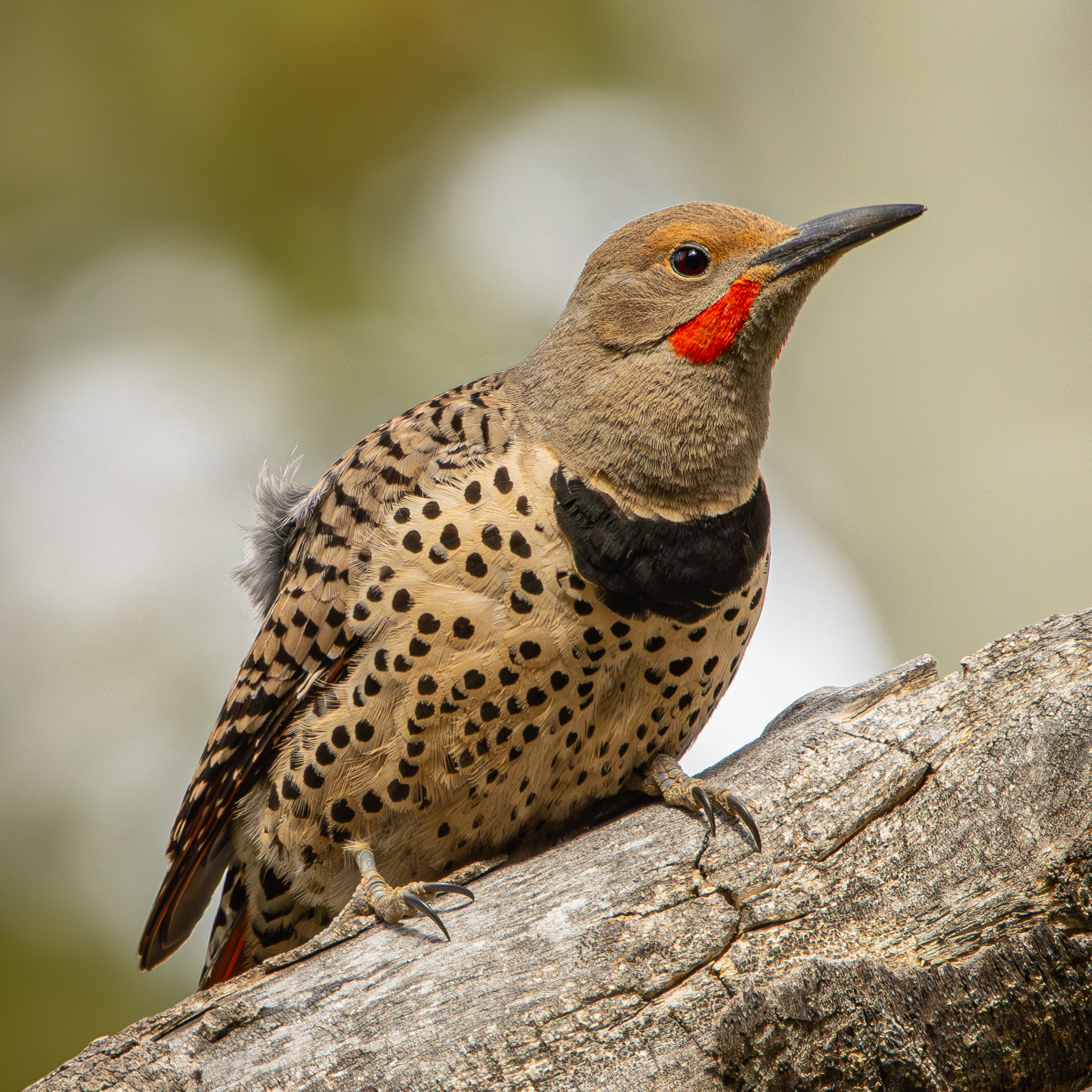 Northern Flicker on a tree