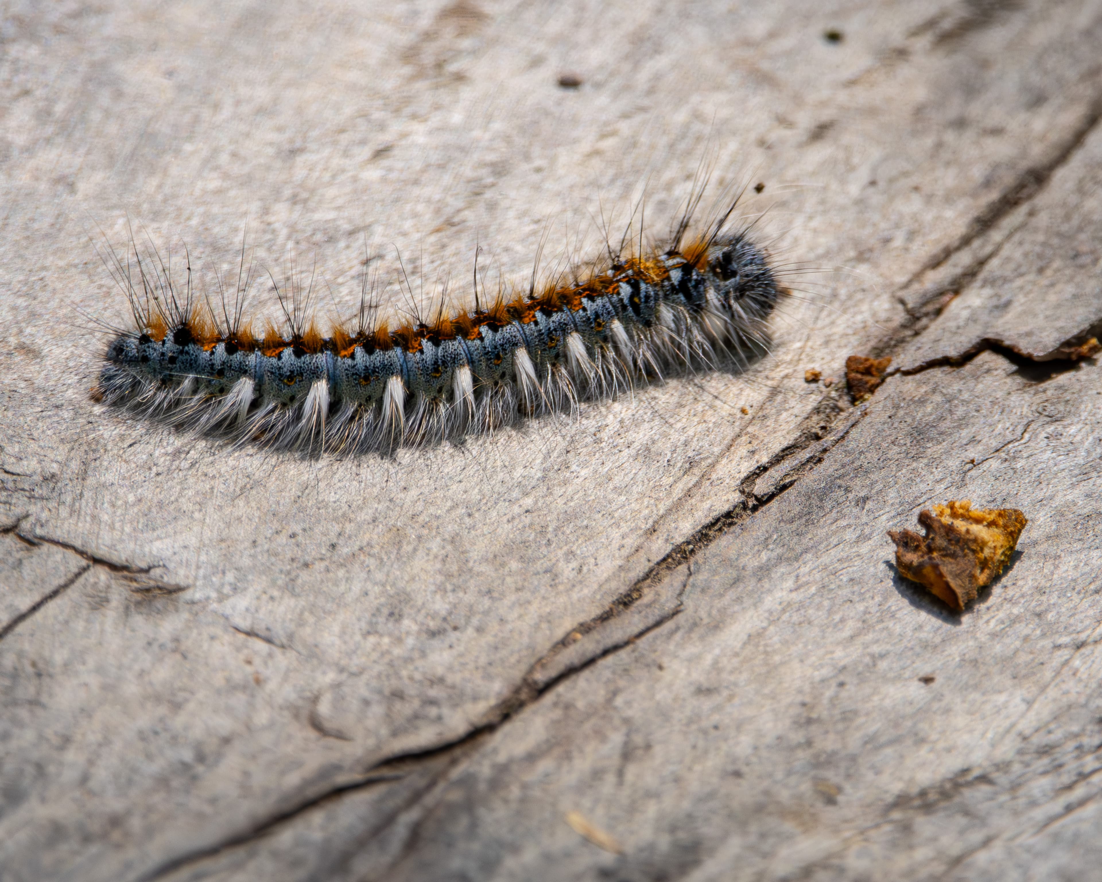 A caterpillar walking across a stump