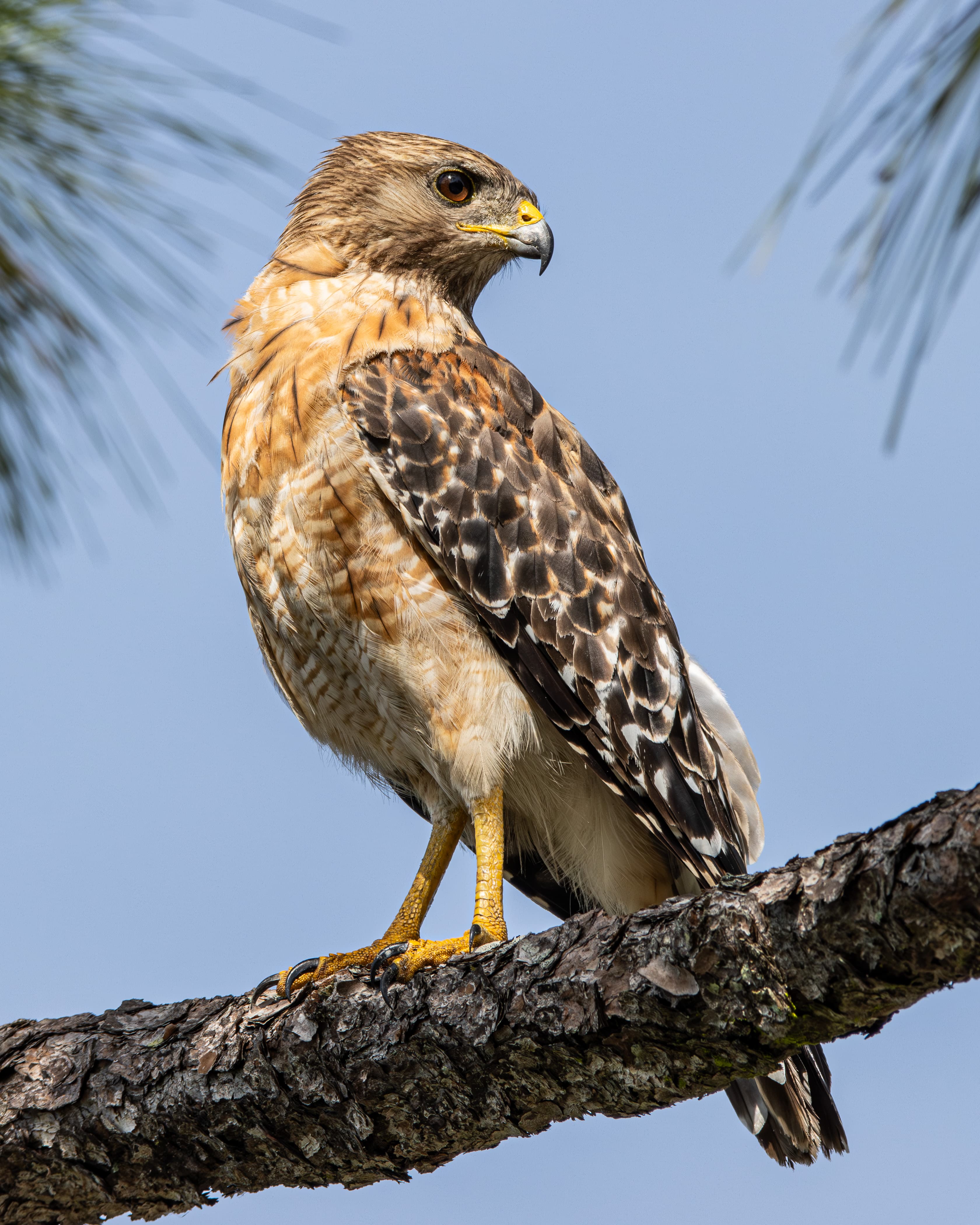 A Red-shouldered Hawk perched on a branch