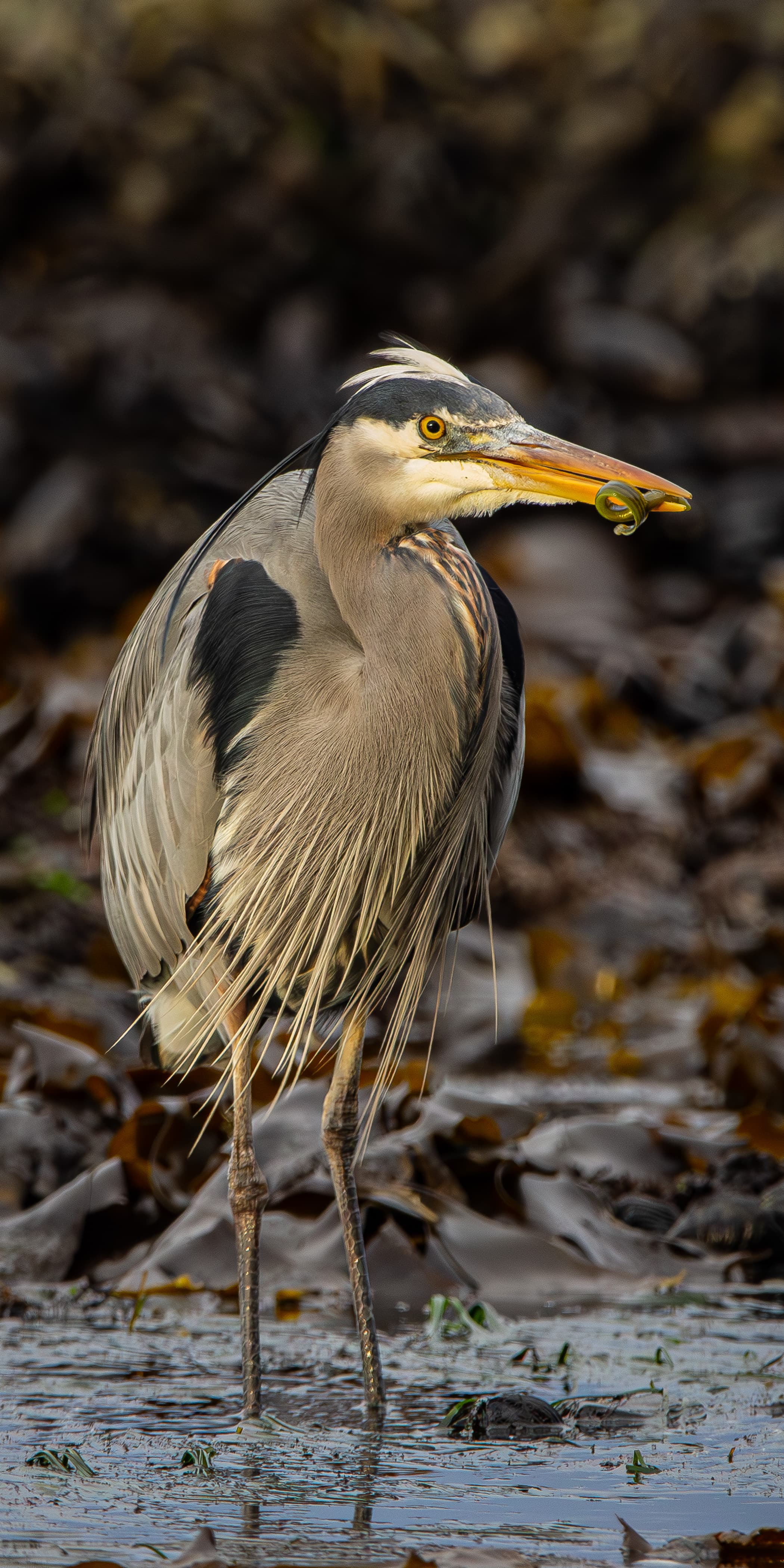 A Great Blue Heron eating Penpoint Gunnel