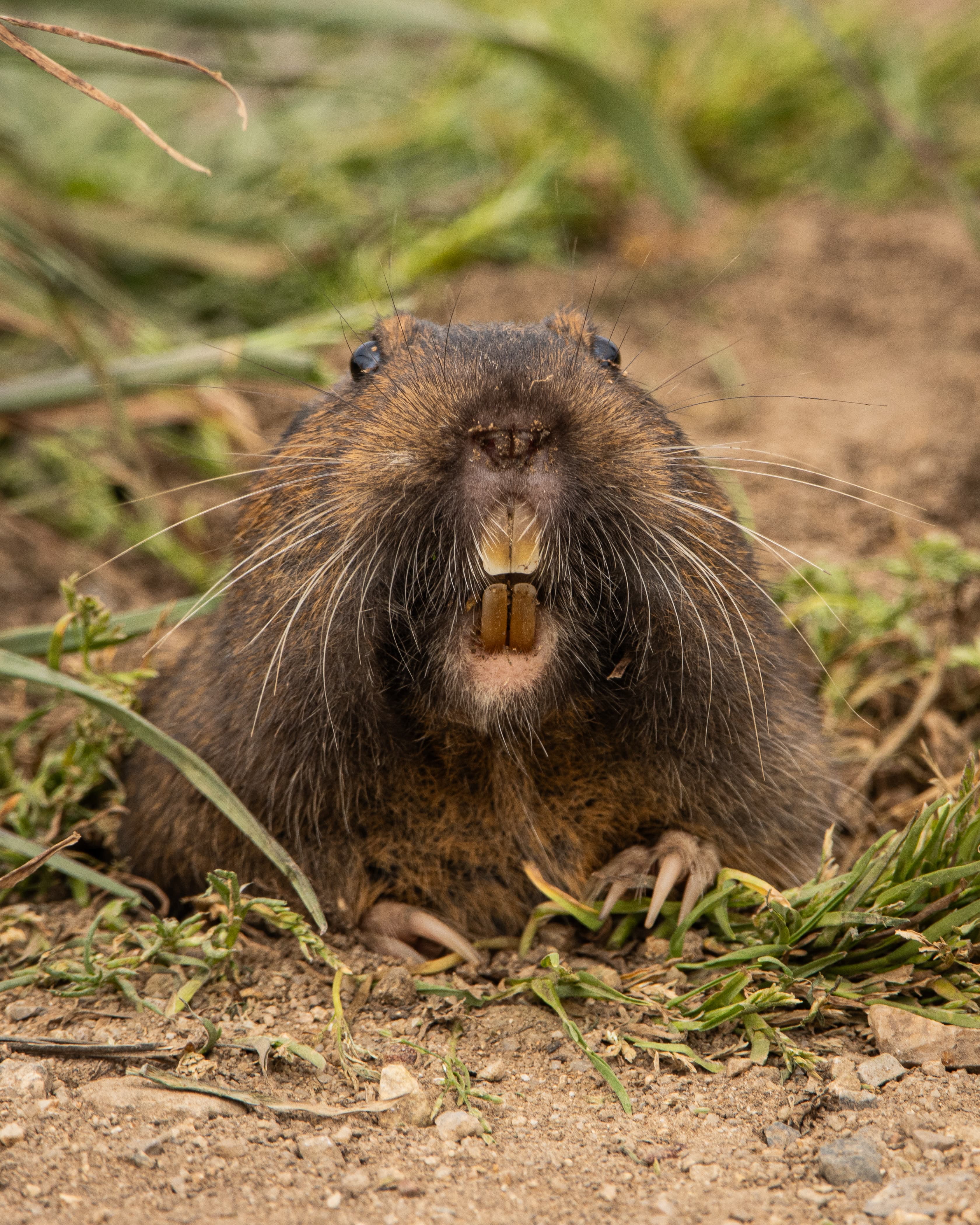 A Botta's Pocket Gopher pops out