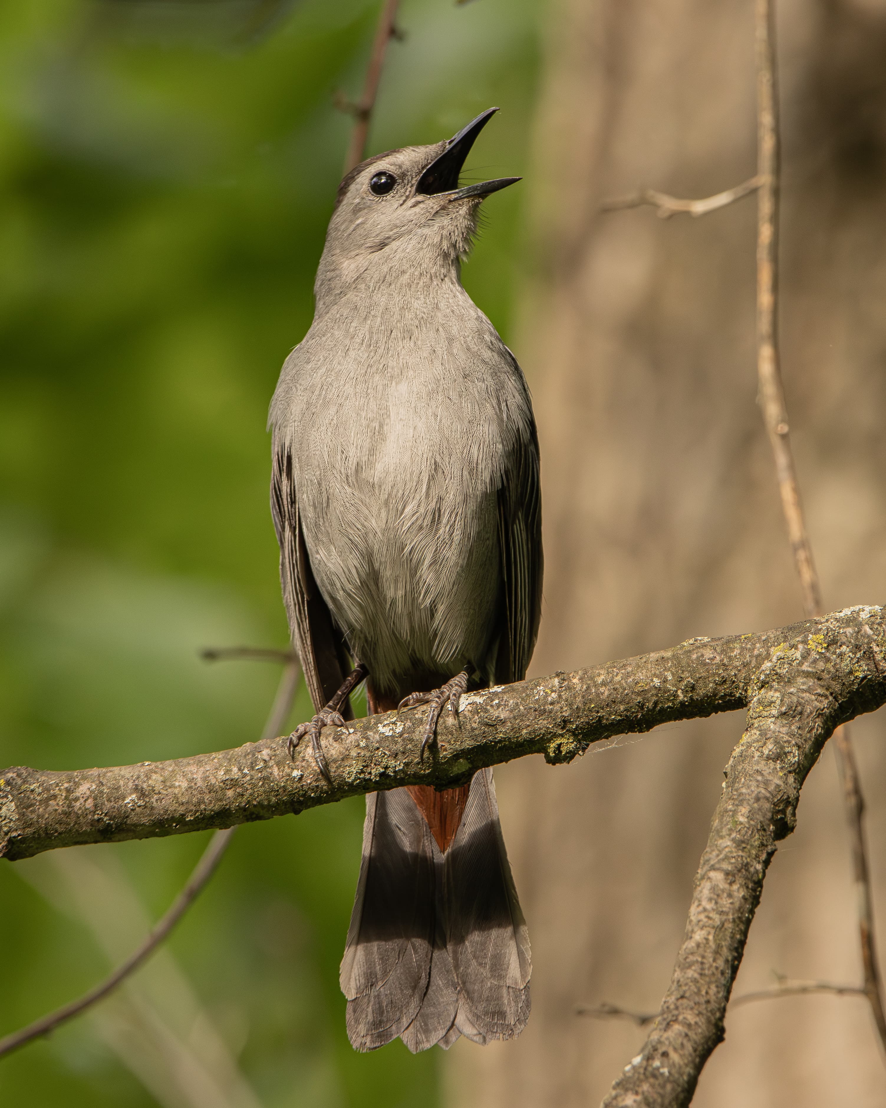 Gray Catbird singing from a lichen-covered branch
