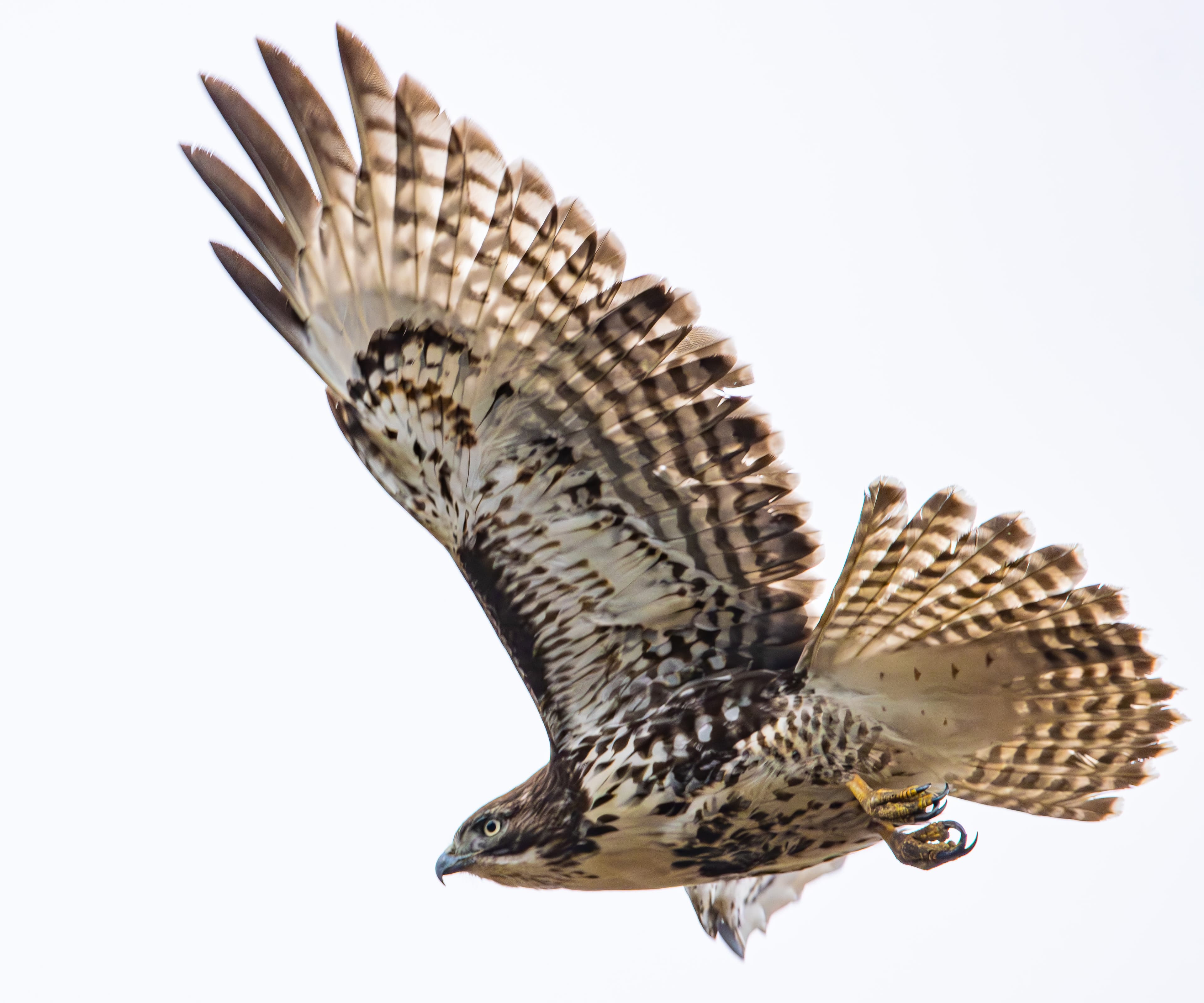 Juvenile Red-tailed Hawk in flight with under wing exposed