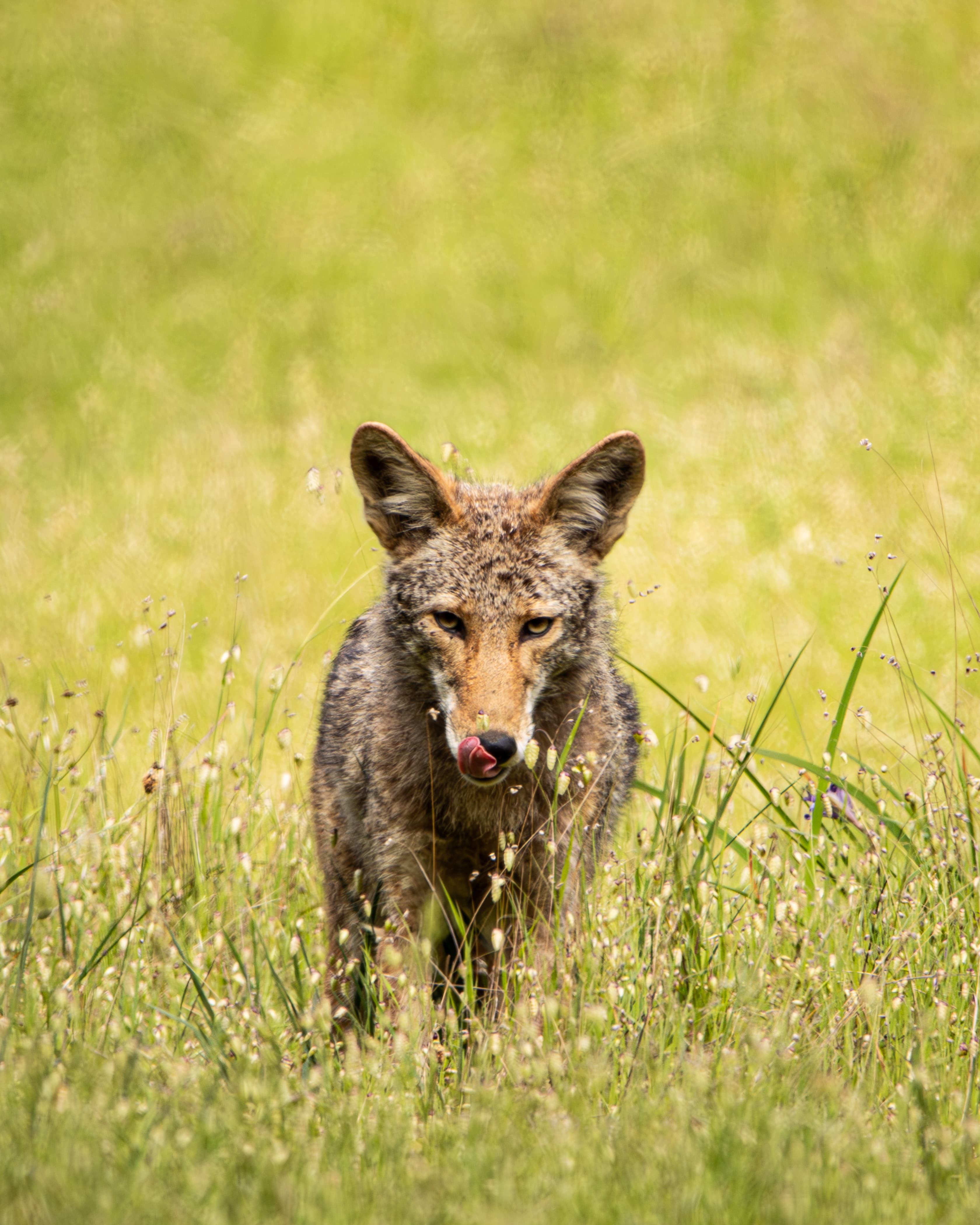 A Coyote in a field