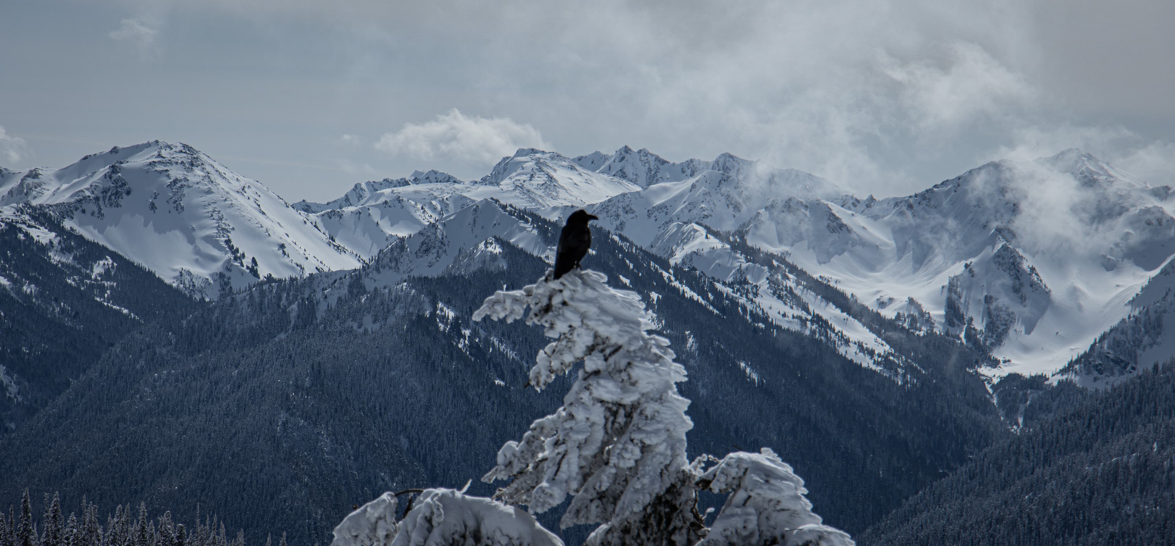 Panoramic view from Hurricane Ridge in Olympic National Park