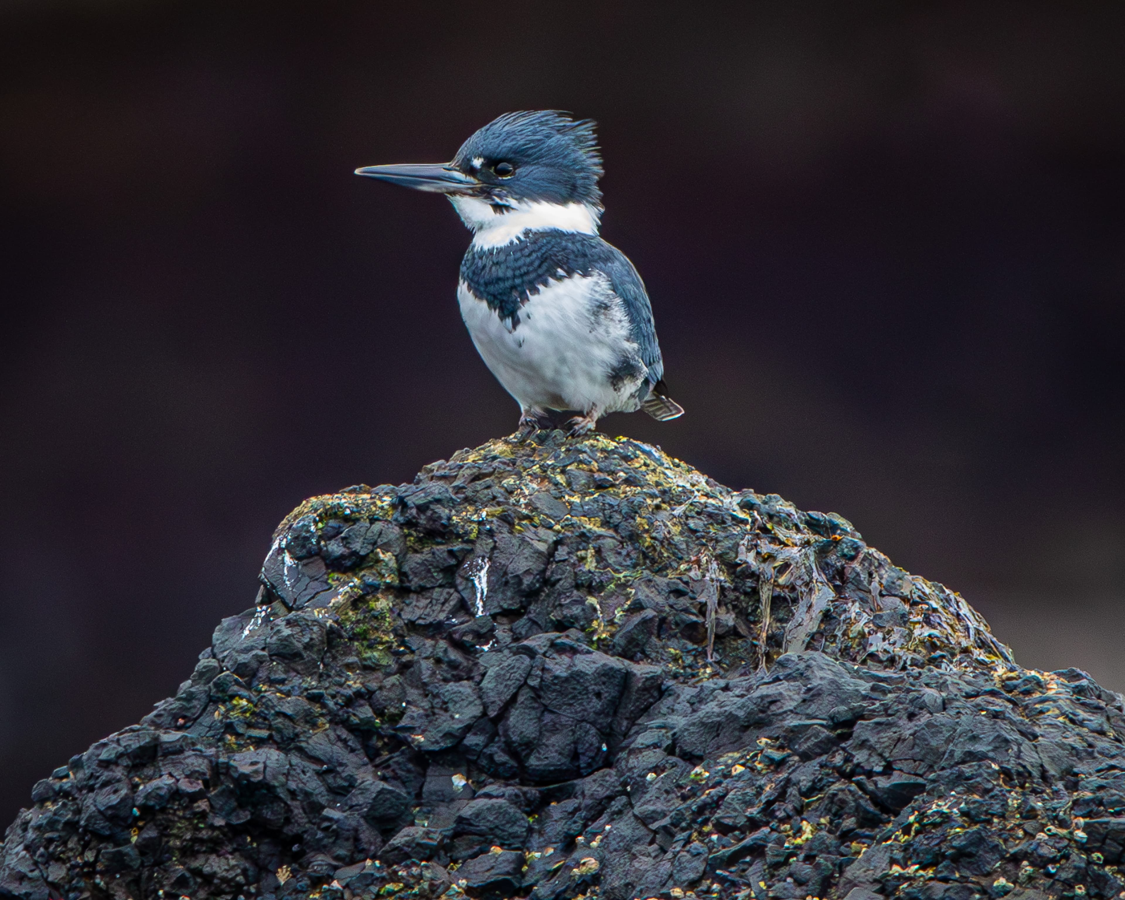 A Belted Kingfisher on a rock