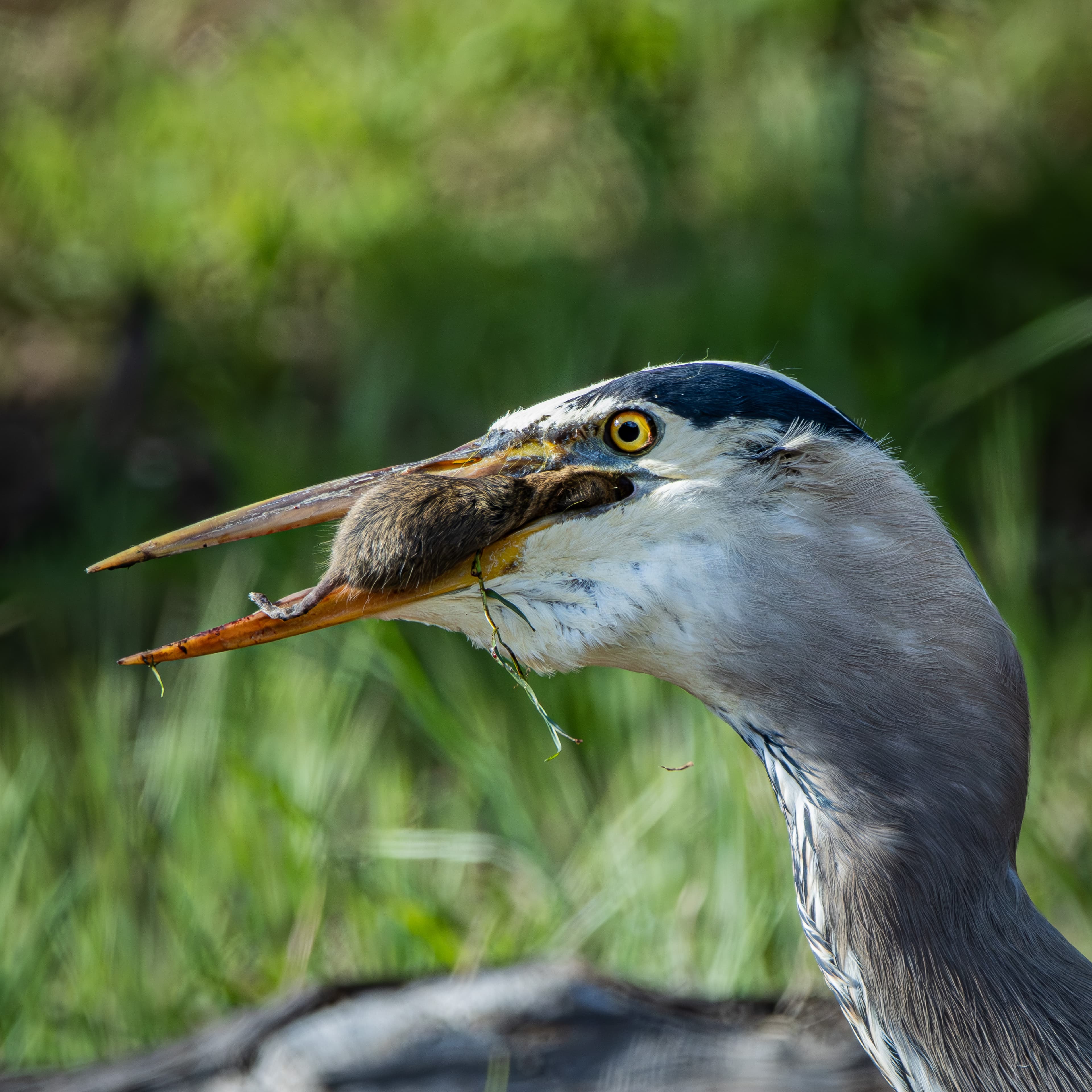 Great Blue Heron eats a gopher
