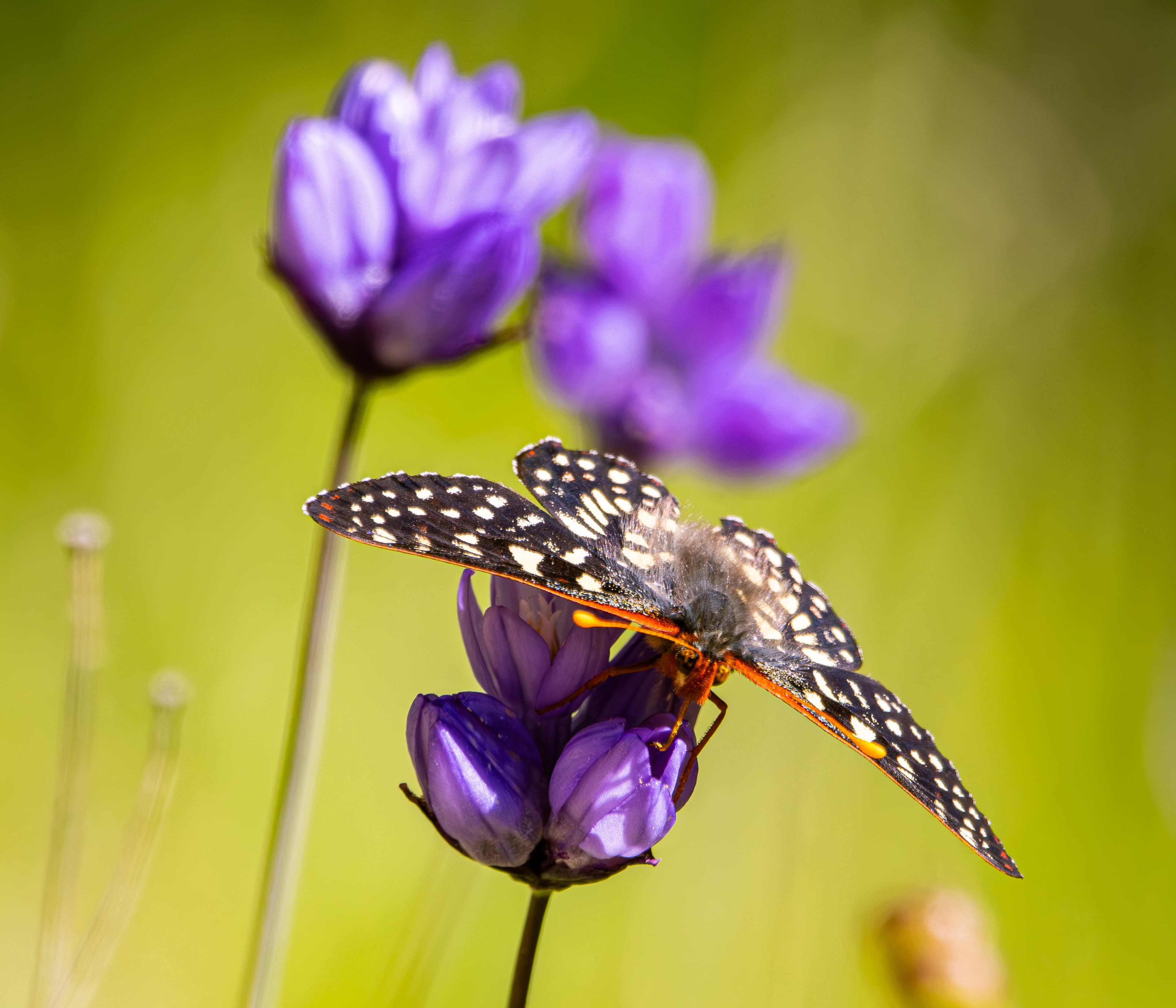 Butterfly drinking from a flower