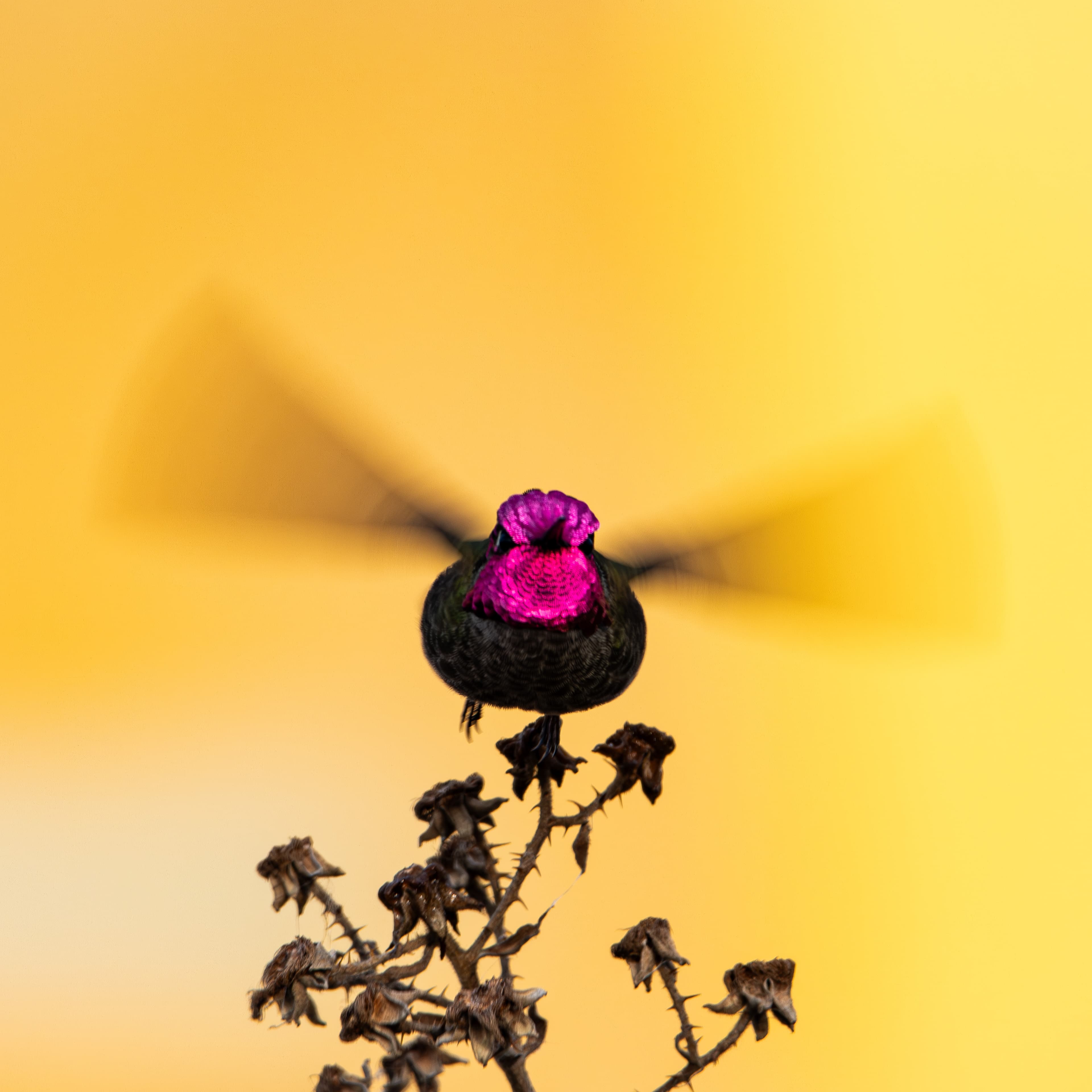 Hummingbird taking off from a branch