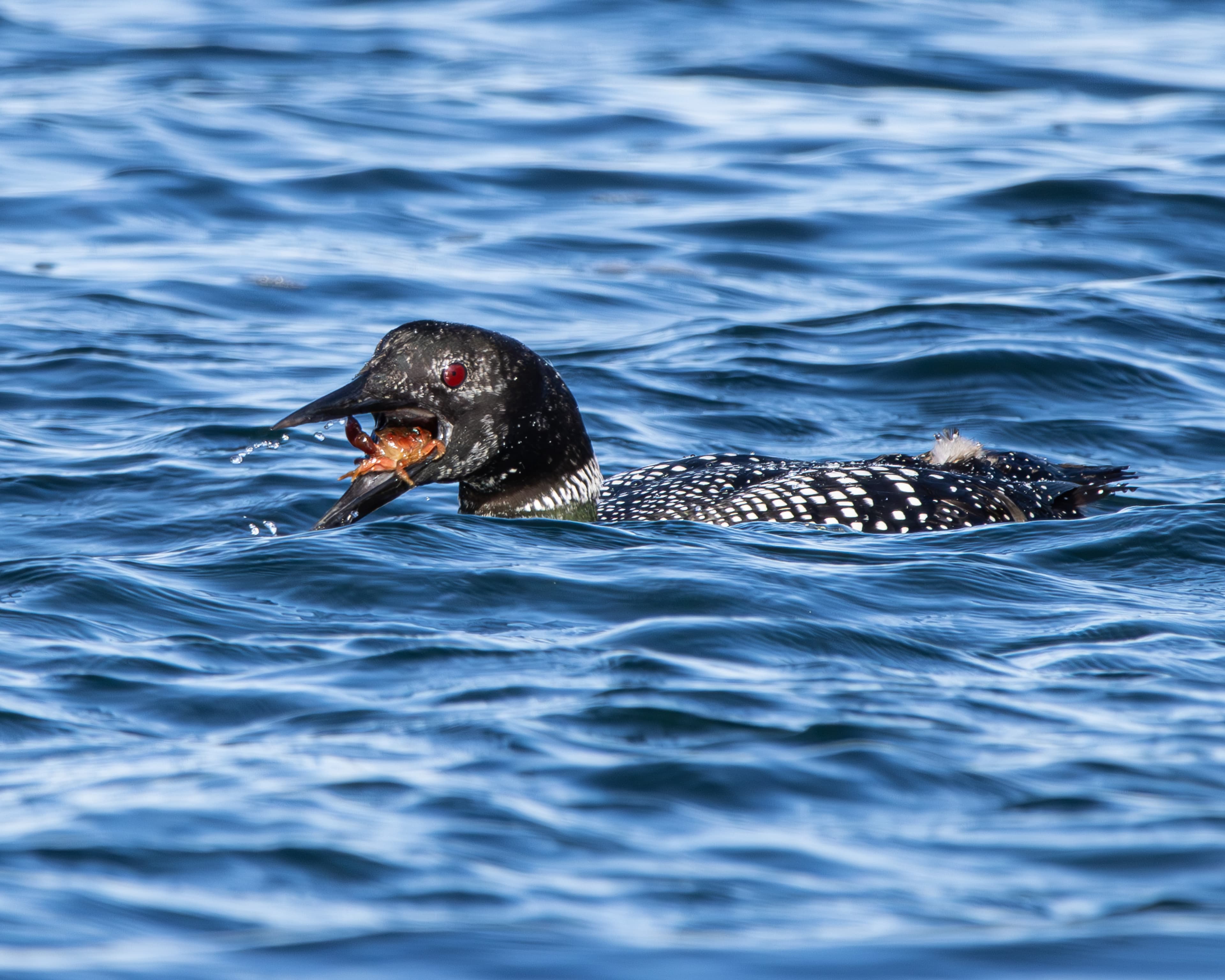 A Common Loon eats a crab