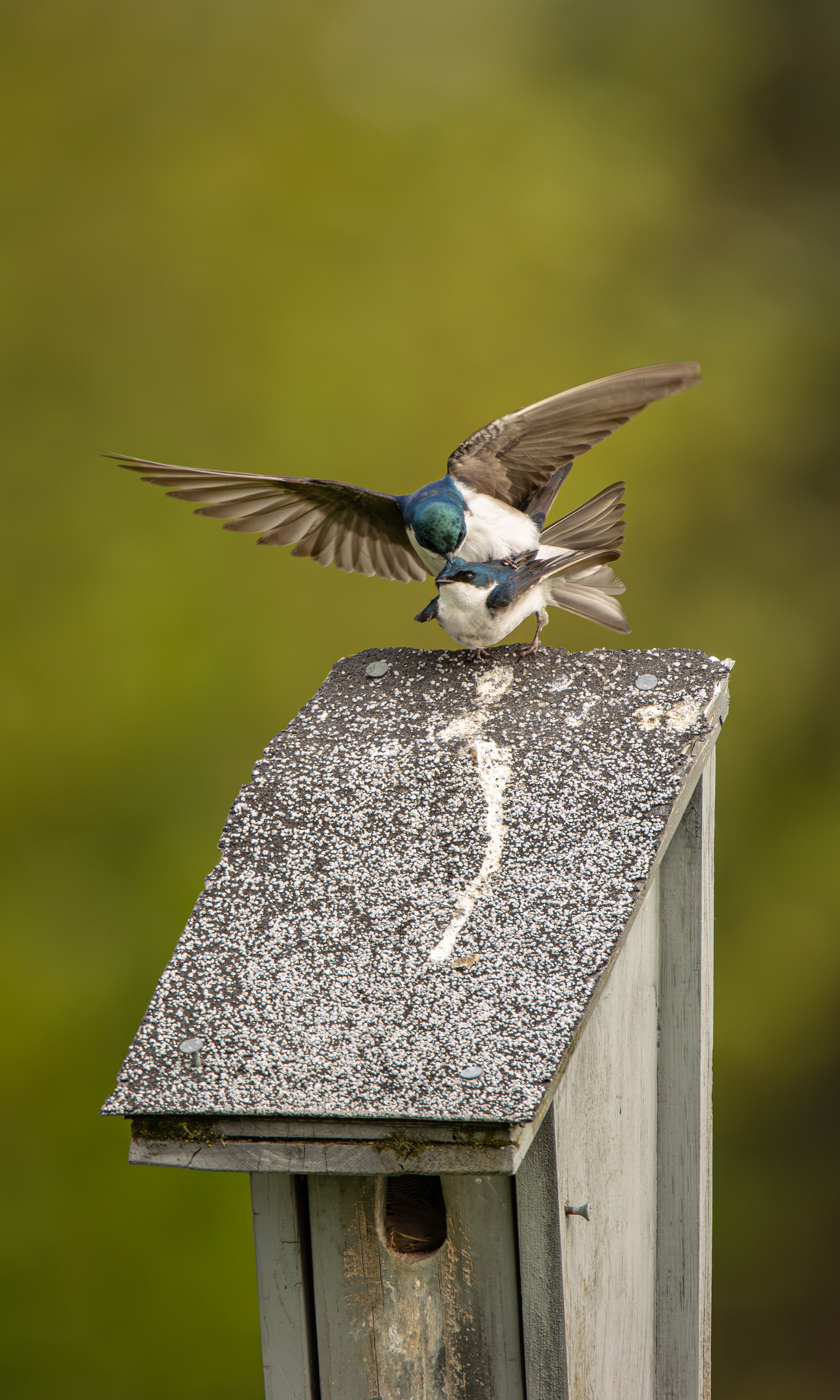Pair of swallows mating