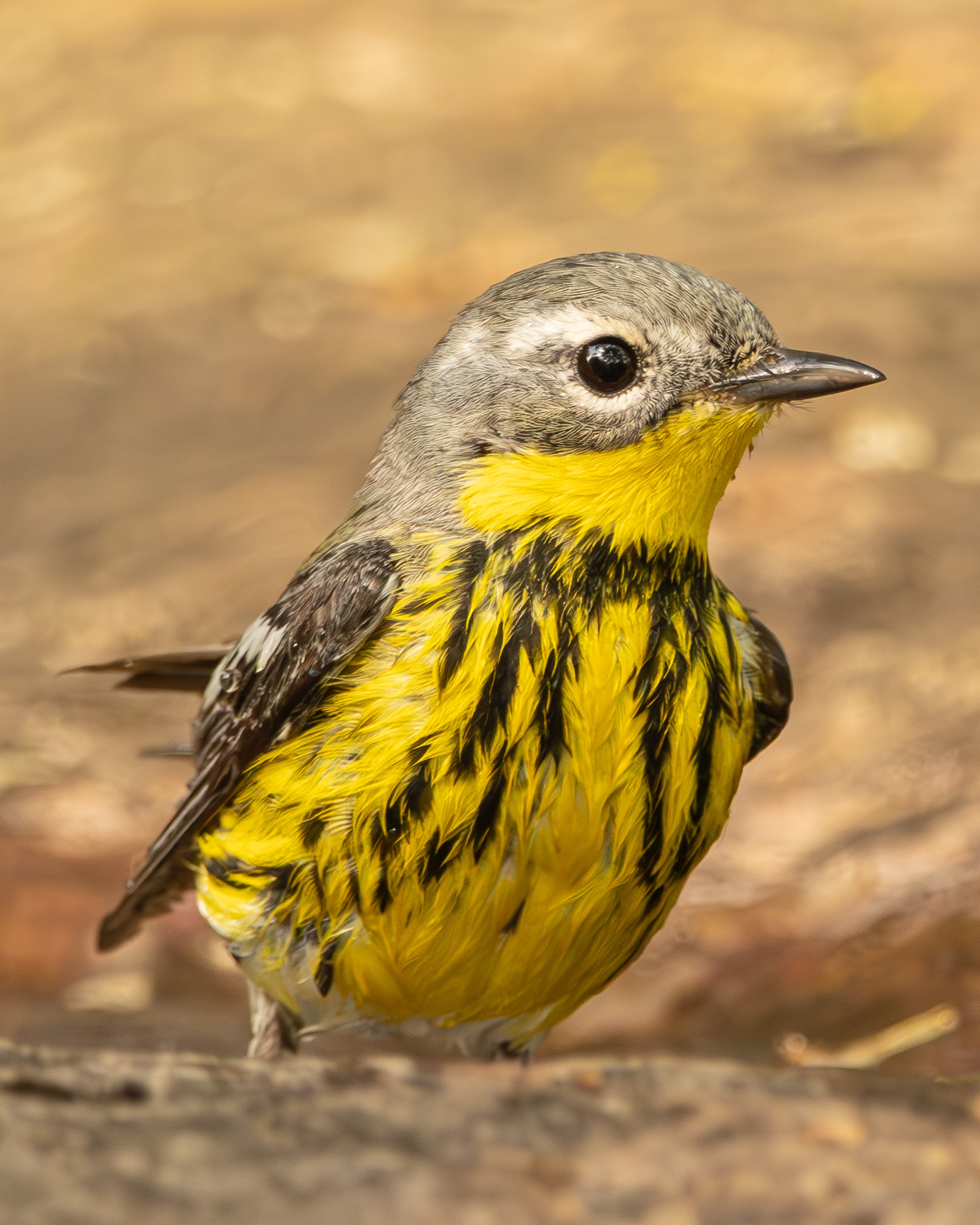 A Magnolia Warbler takes a bath