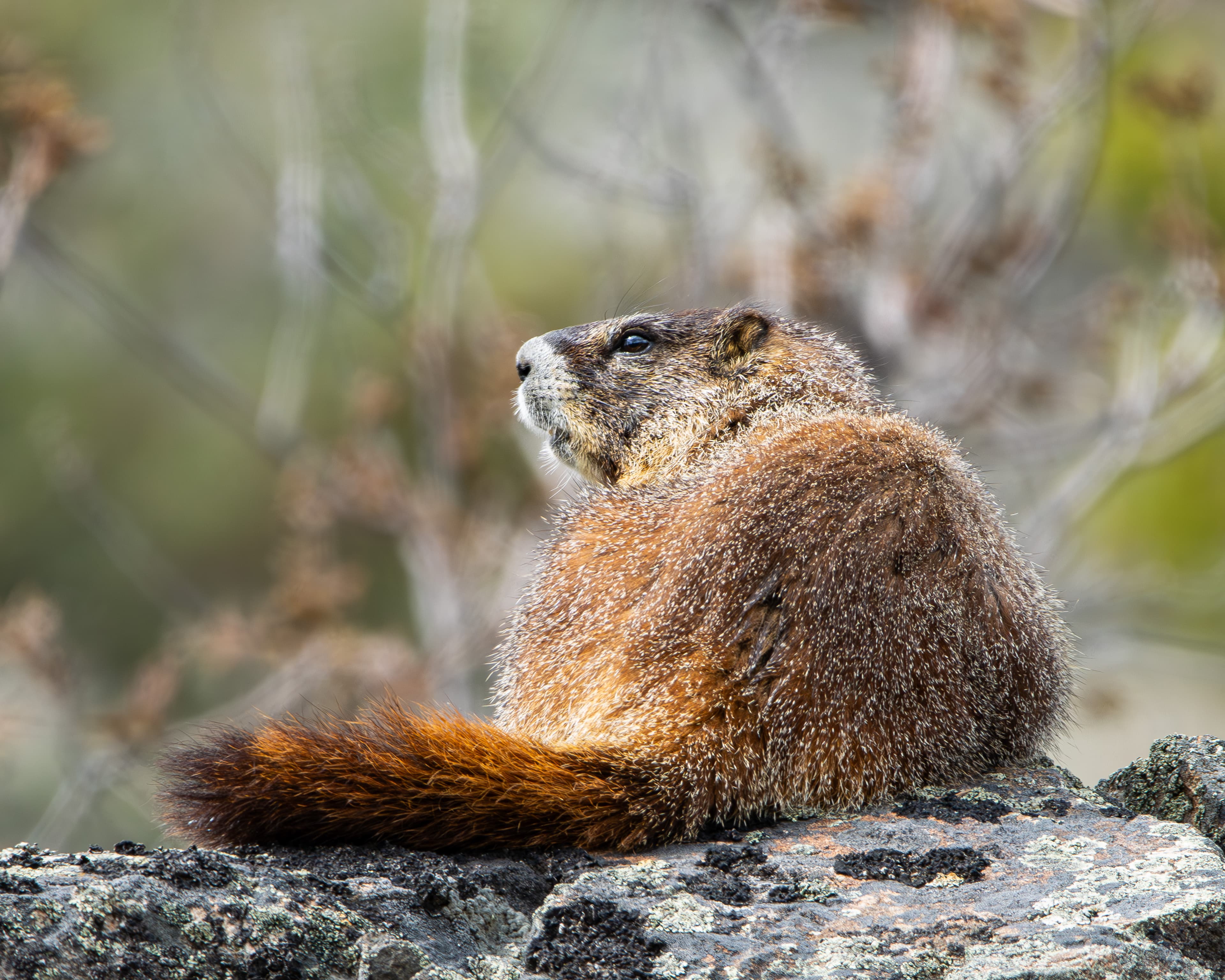 A Marmot lounges on a rock