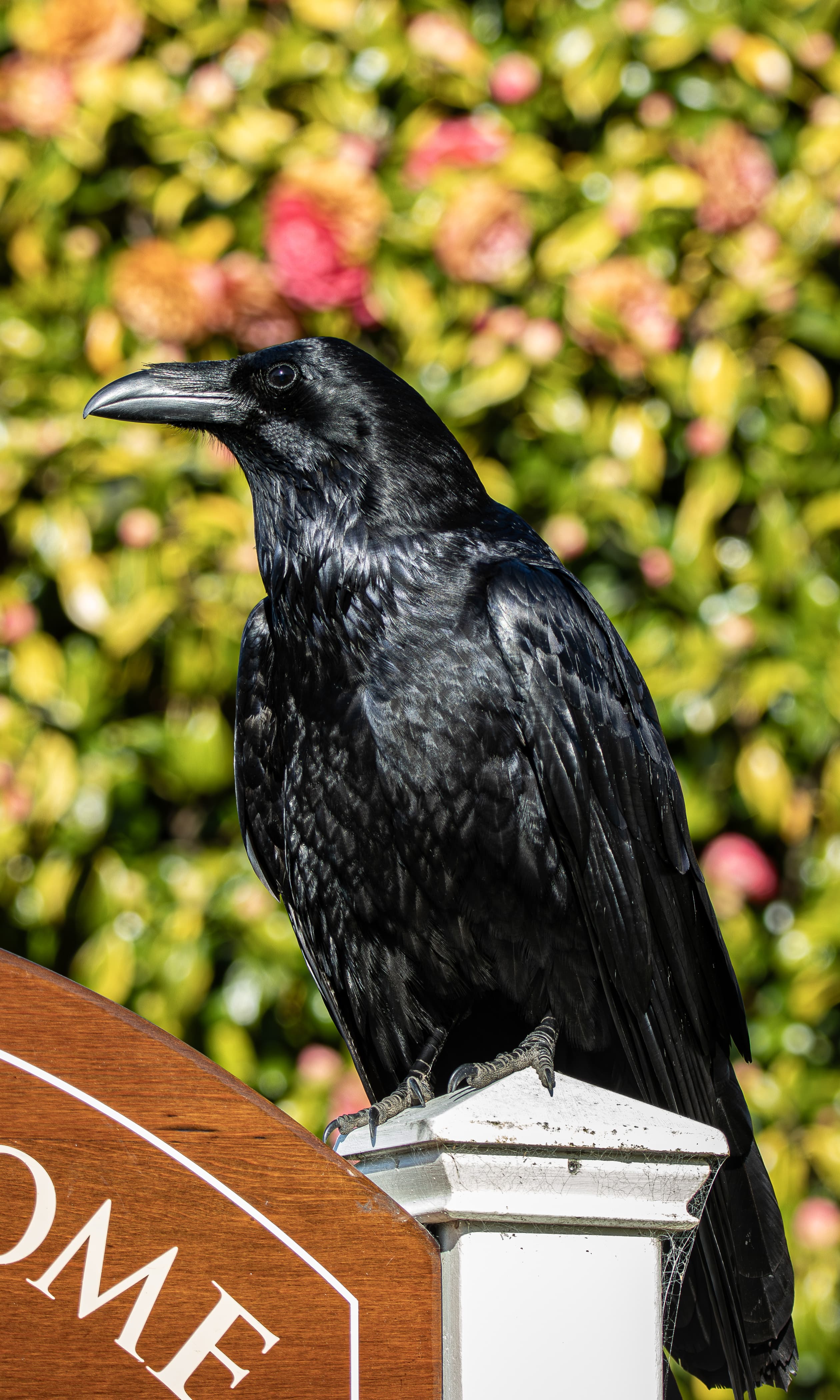 Common Raven on a sign