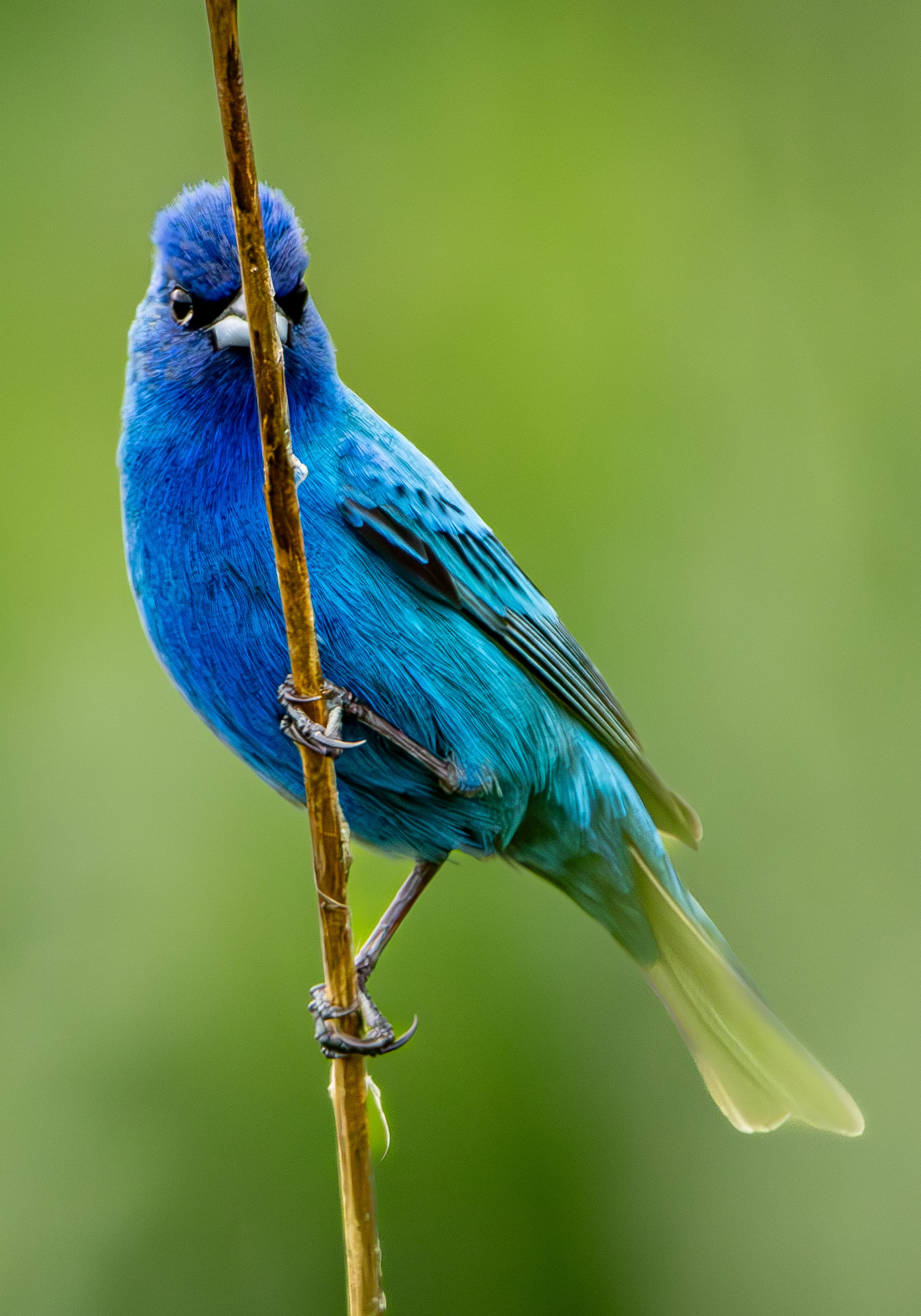 An Indigo Bunting perching