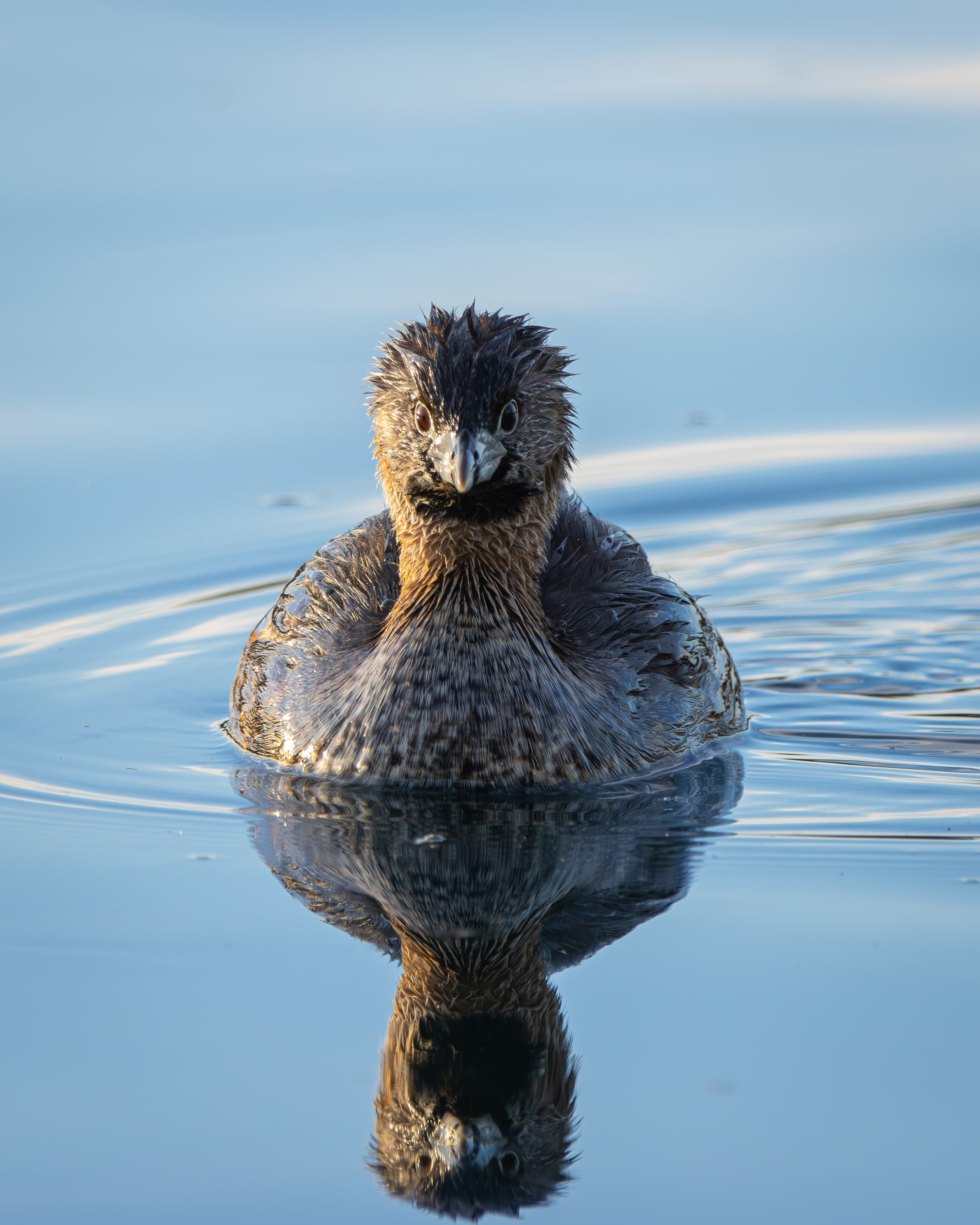 A mirror Pied-billed Grebe