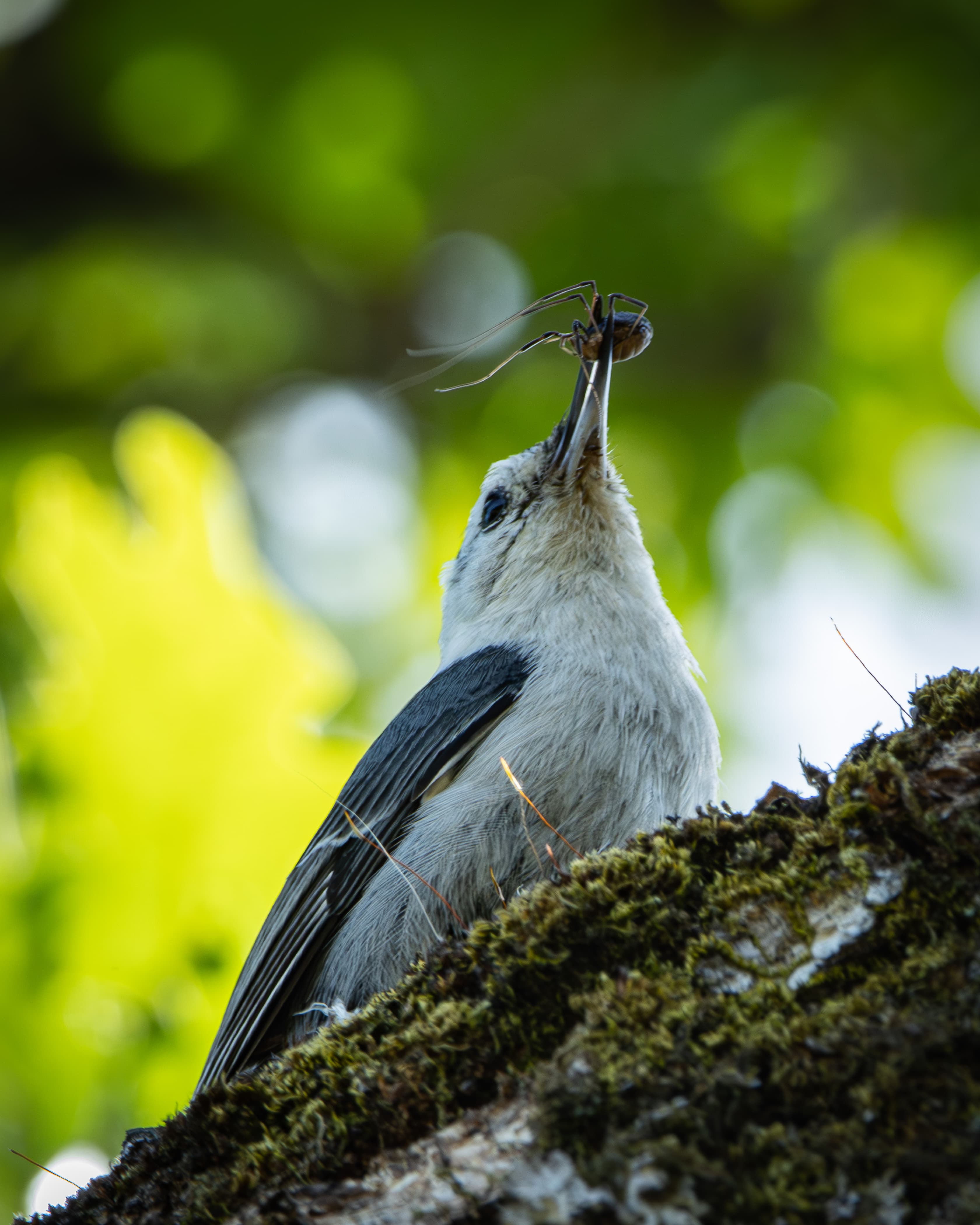 A White-breasted Nuthatch with a bug
