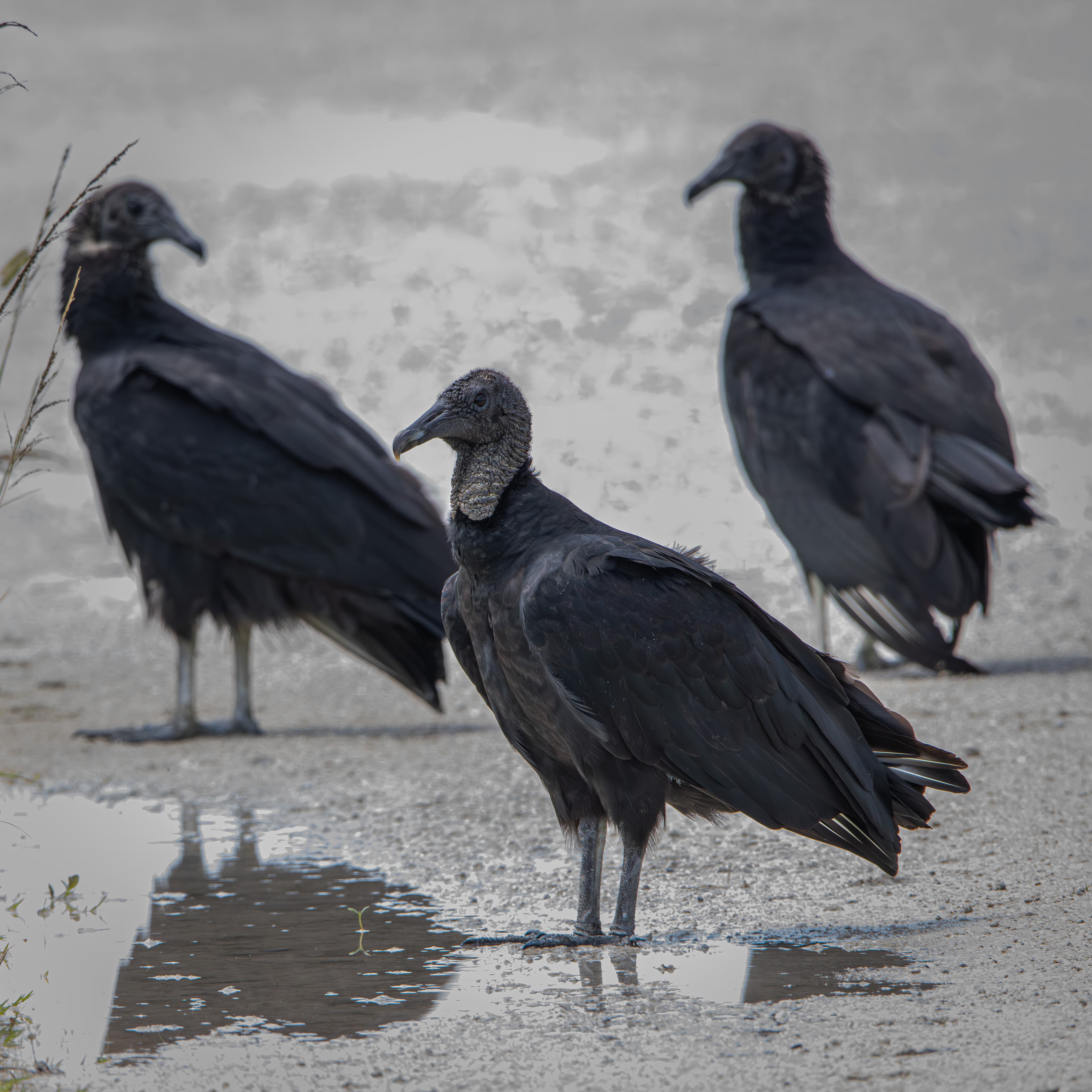 Three Black Vultures drinking water