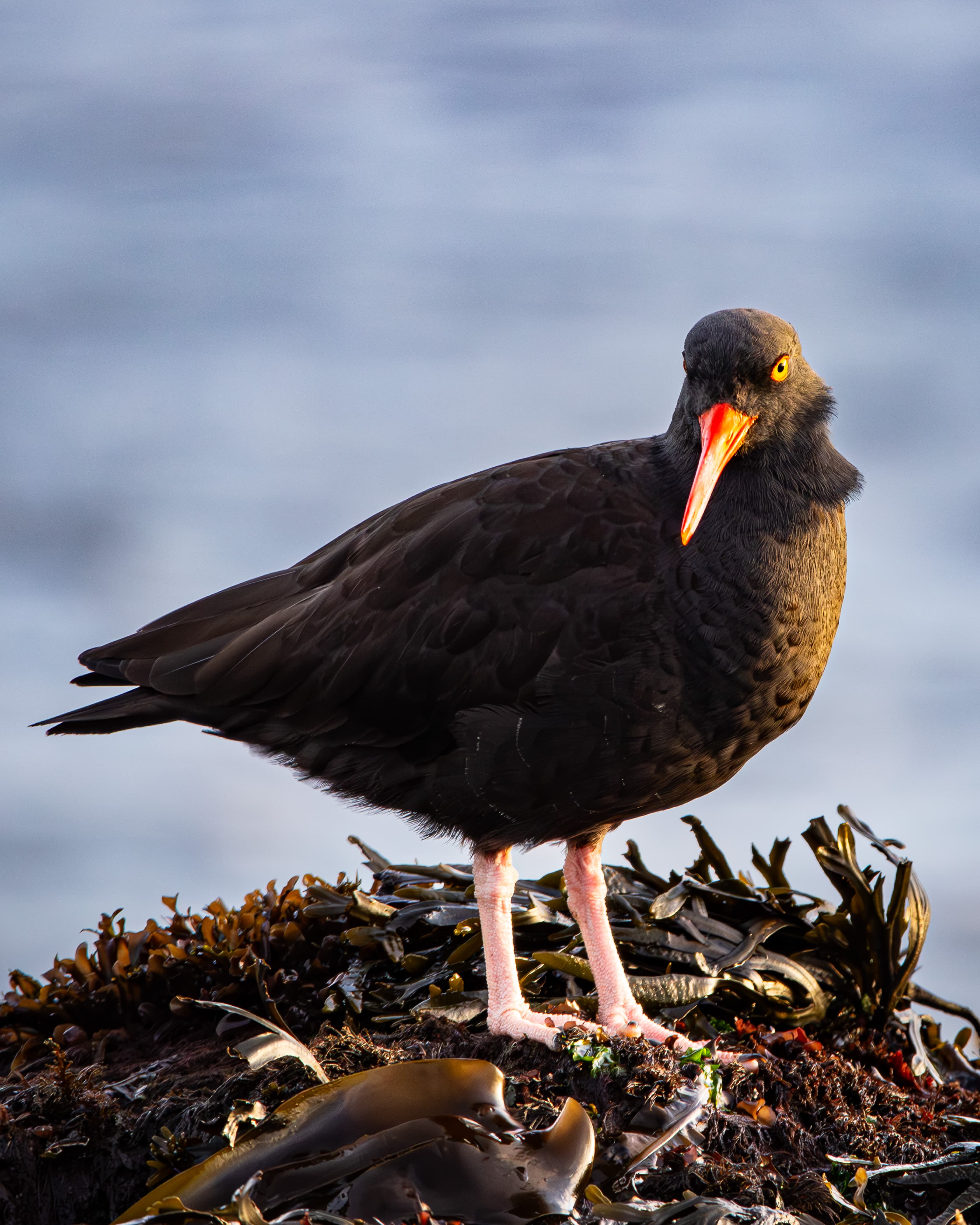 Black Oystercatcher on rocky shore