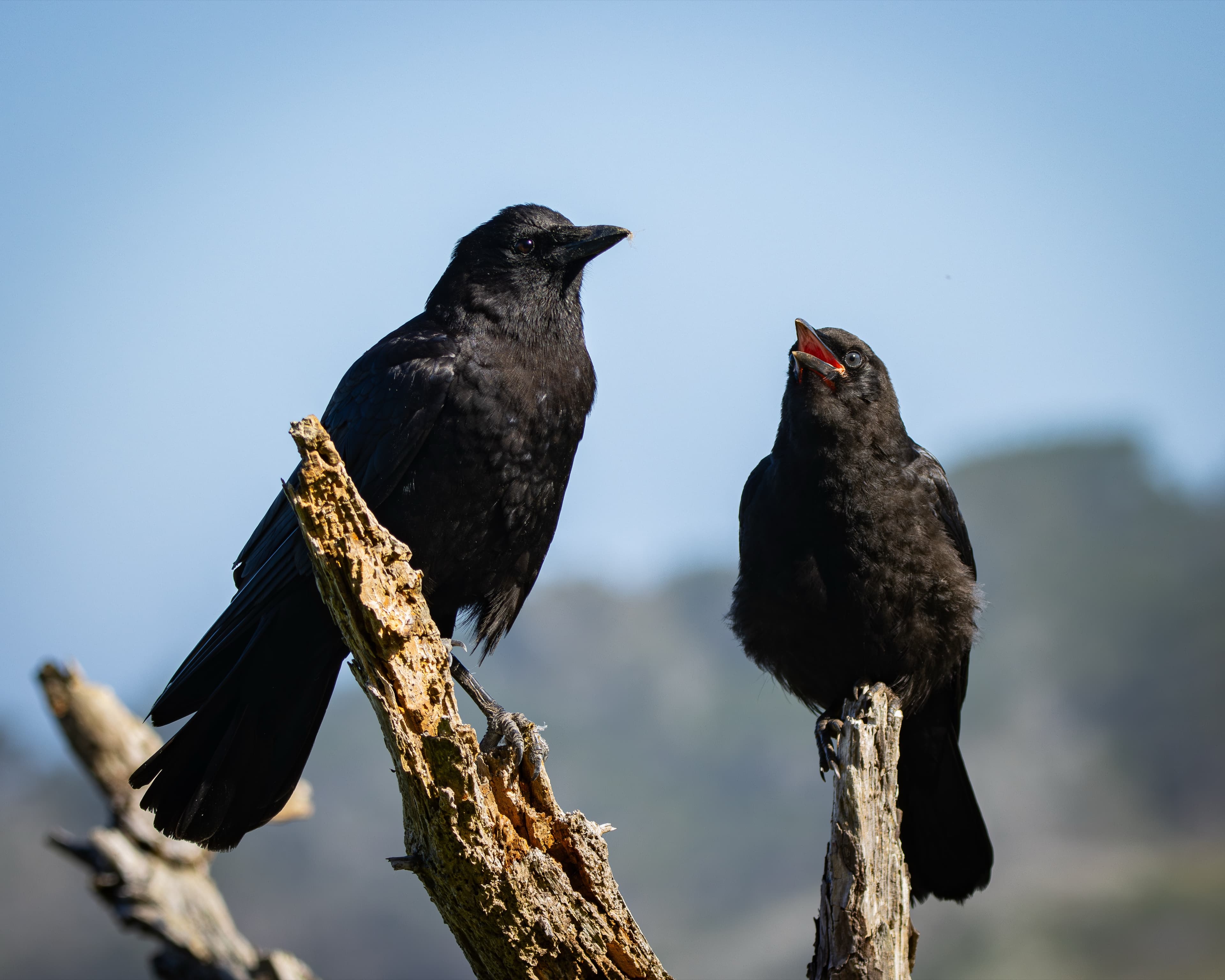 Adult American Crow beside a begging fledgling on a dead branch