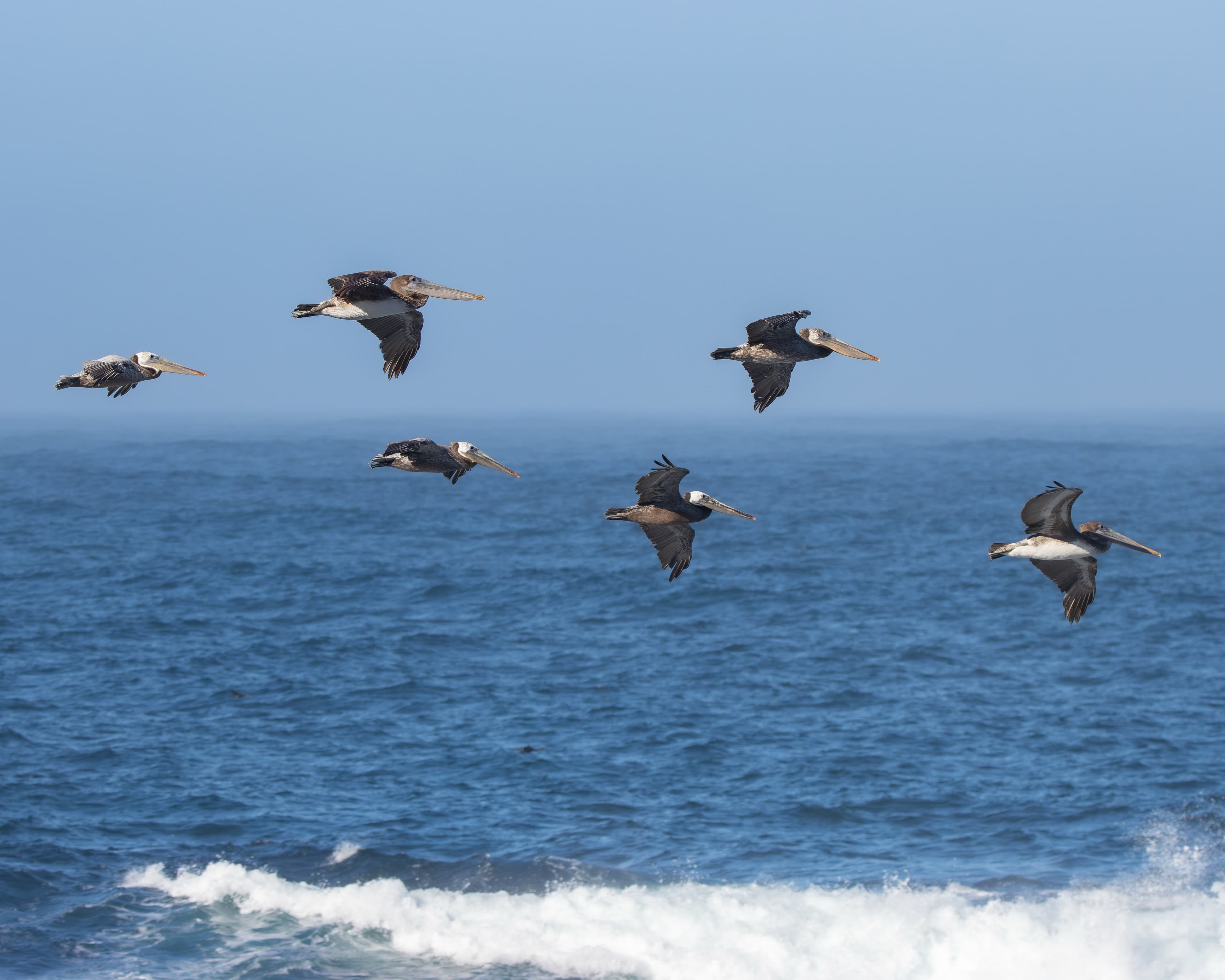 Brown Pelicans flying in a loose line low over the ocean
