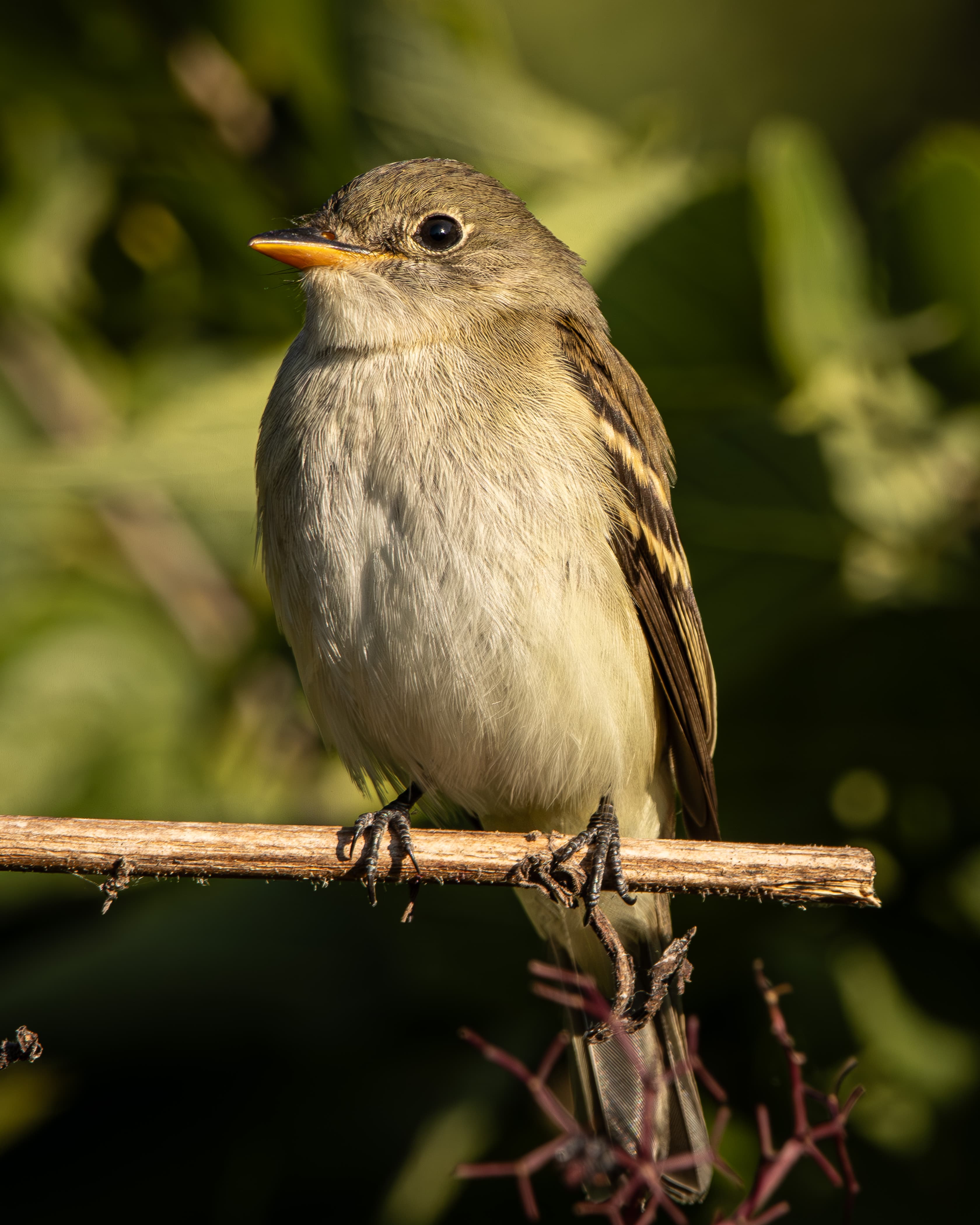 A Least Flycatcher posing on a perch