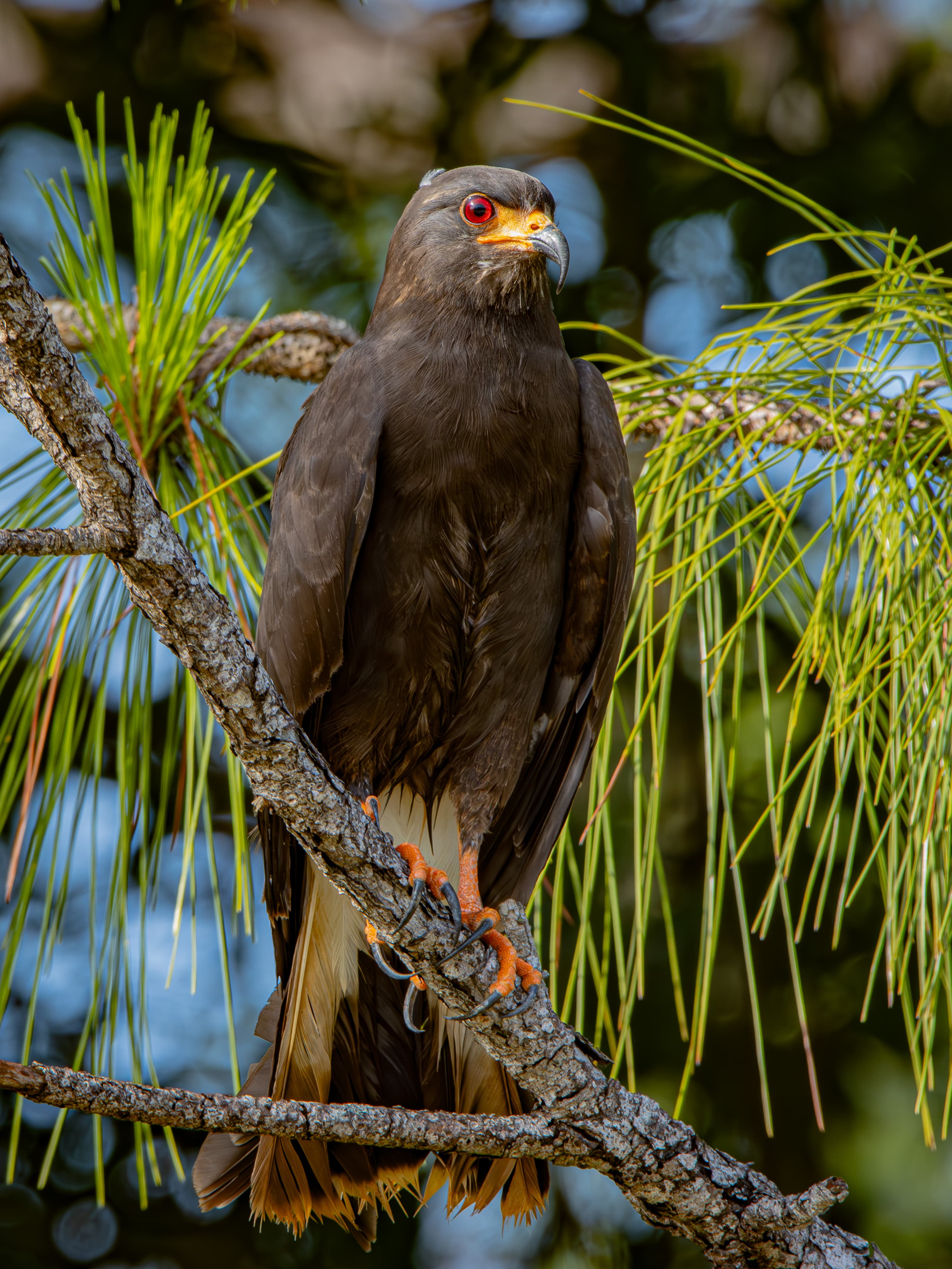 Snail Kite perched and staring