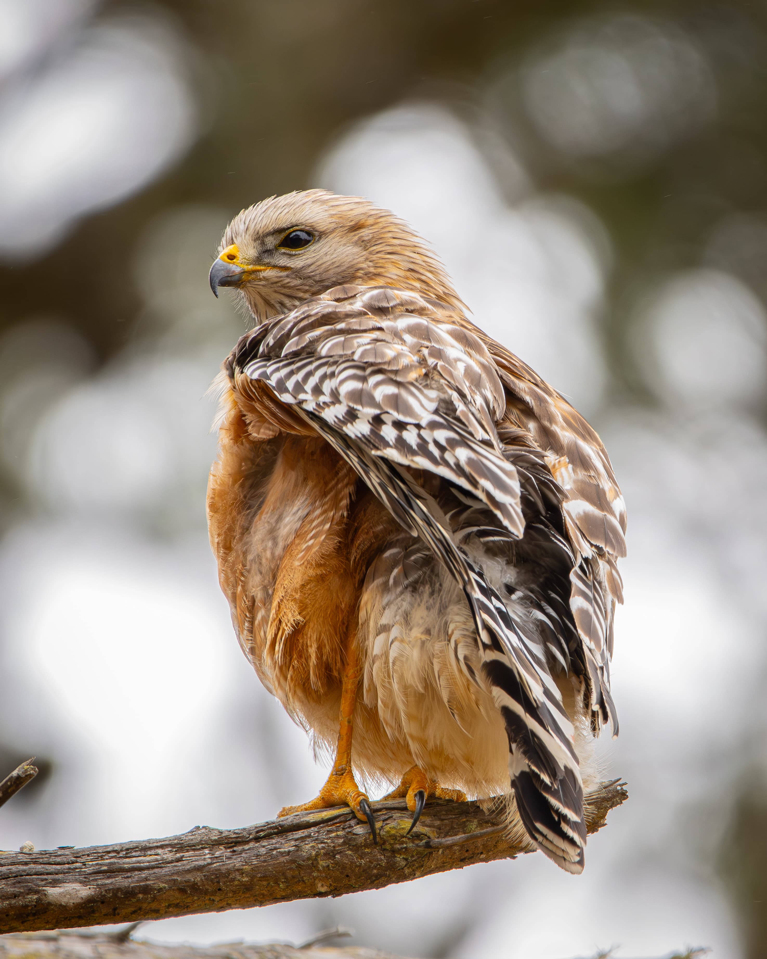 Red-shouldered Hawk on a branch looking back over its shoulder