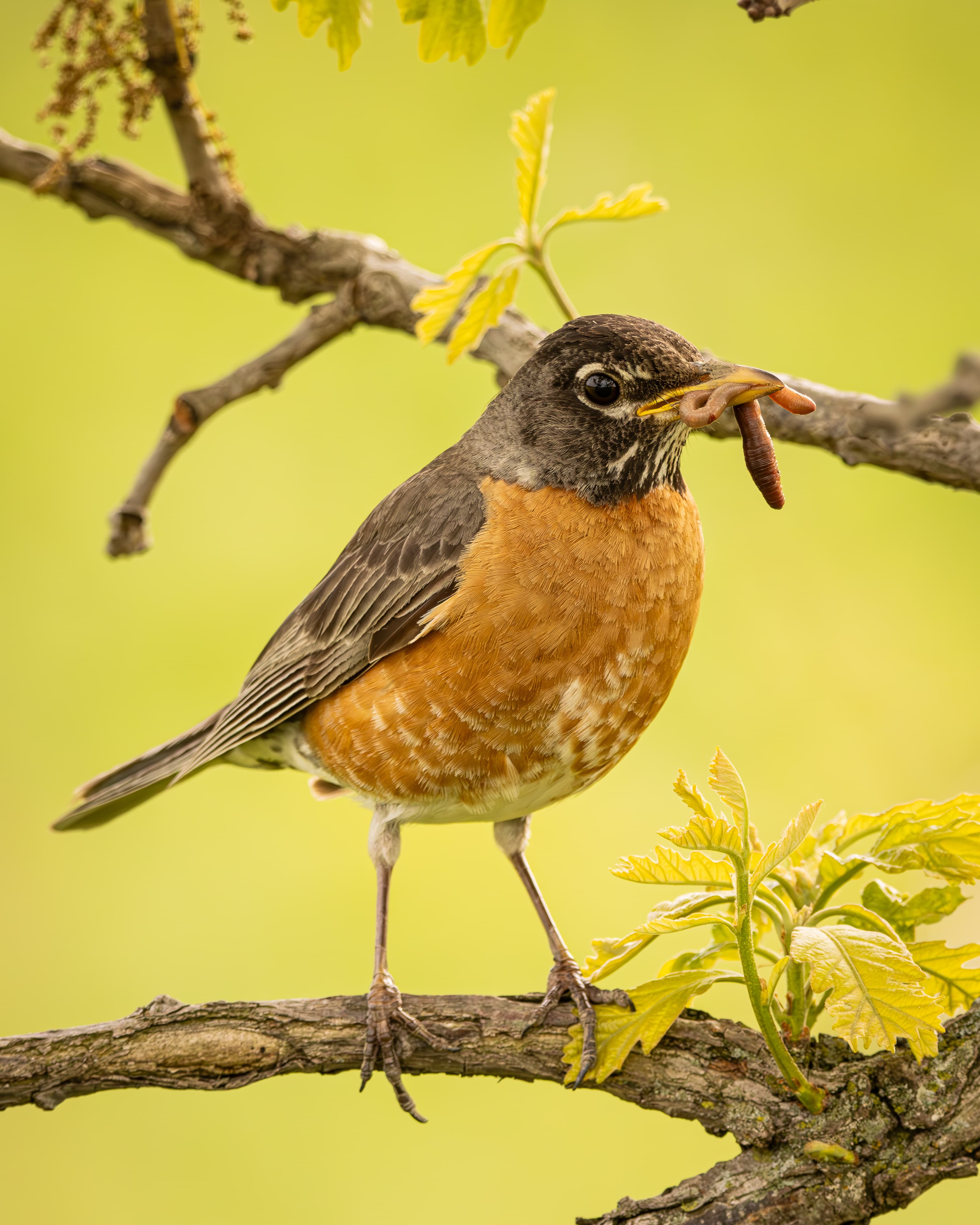A Robin eats a worm
