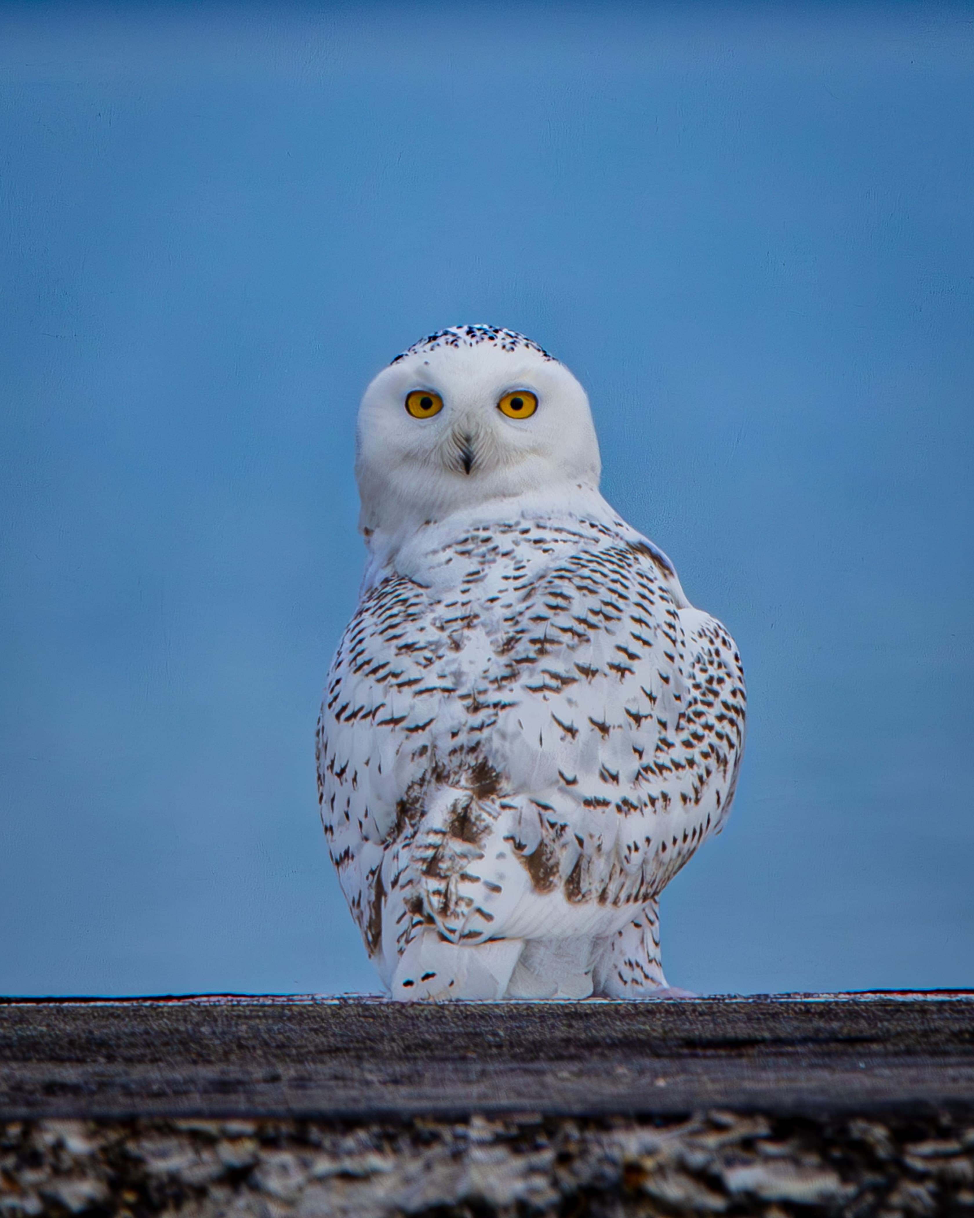 A Snowy Owl at Montrose