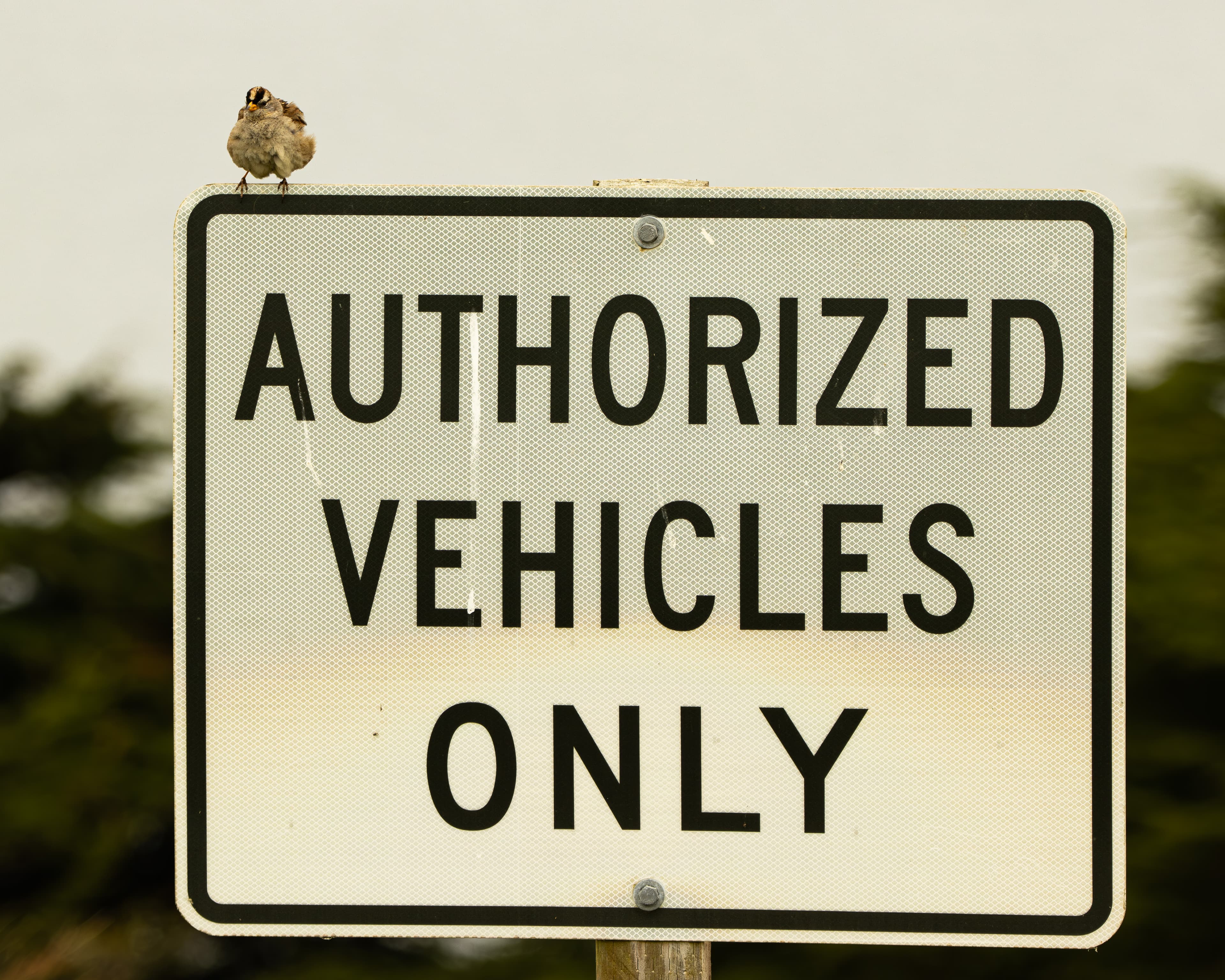 A White-crowned Sparrow sitting on a sign