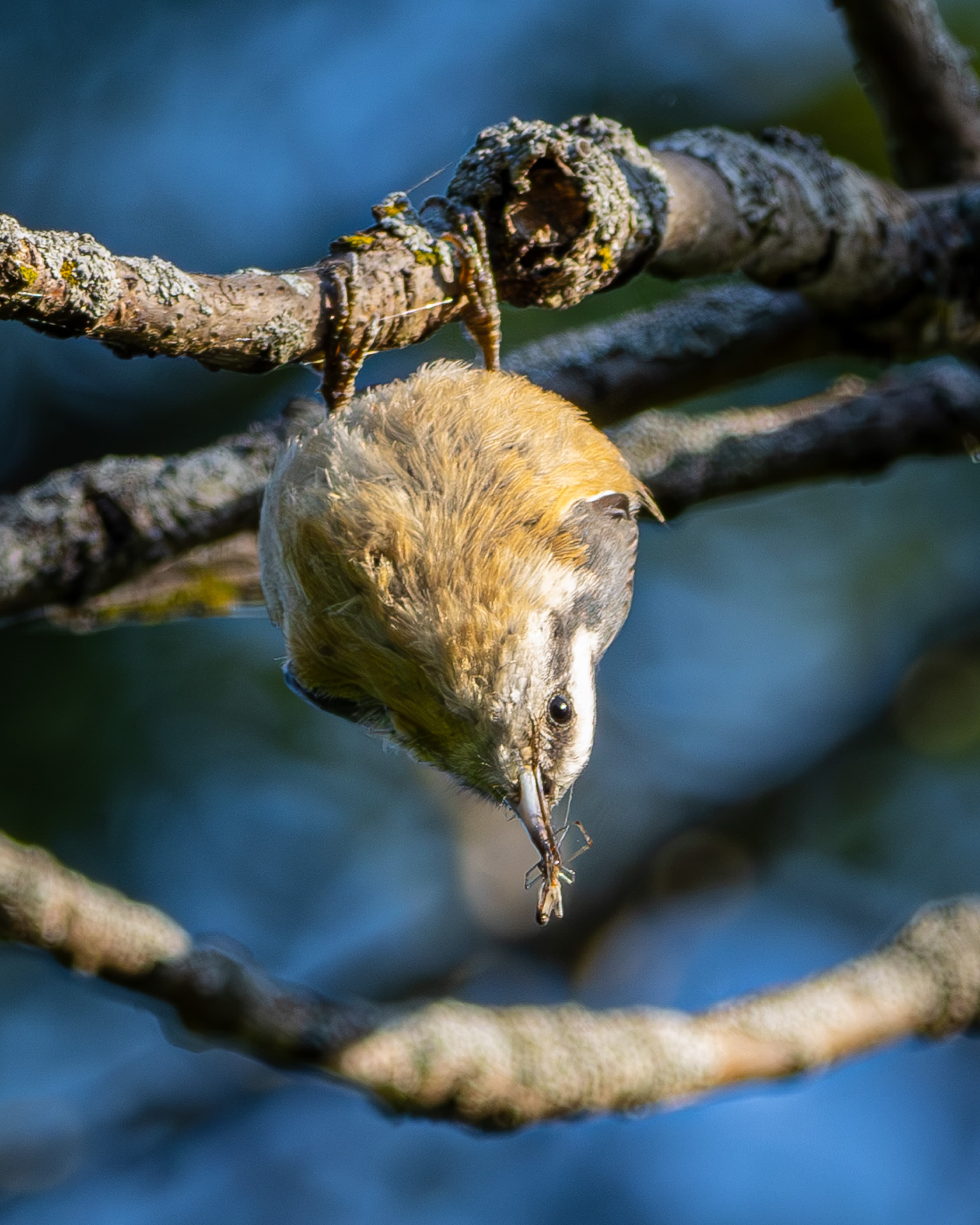 A Red-breasted Nuthatch with a spider meal