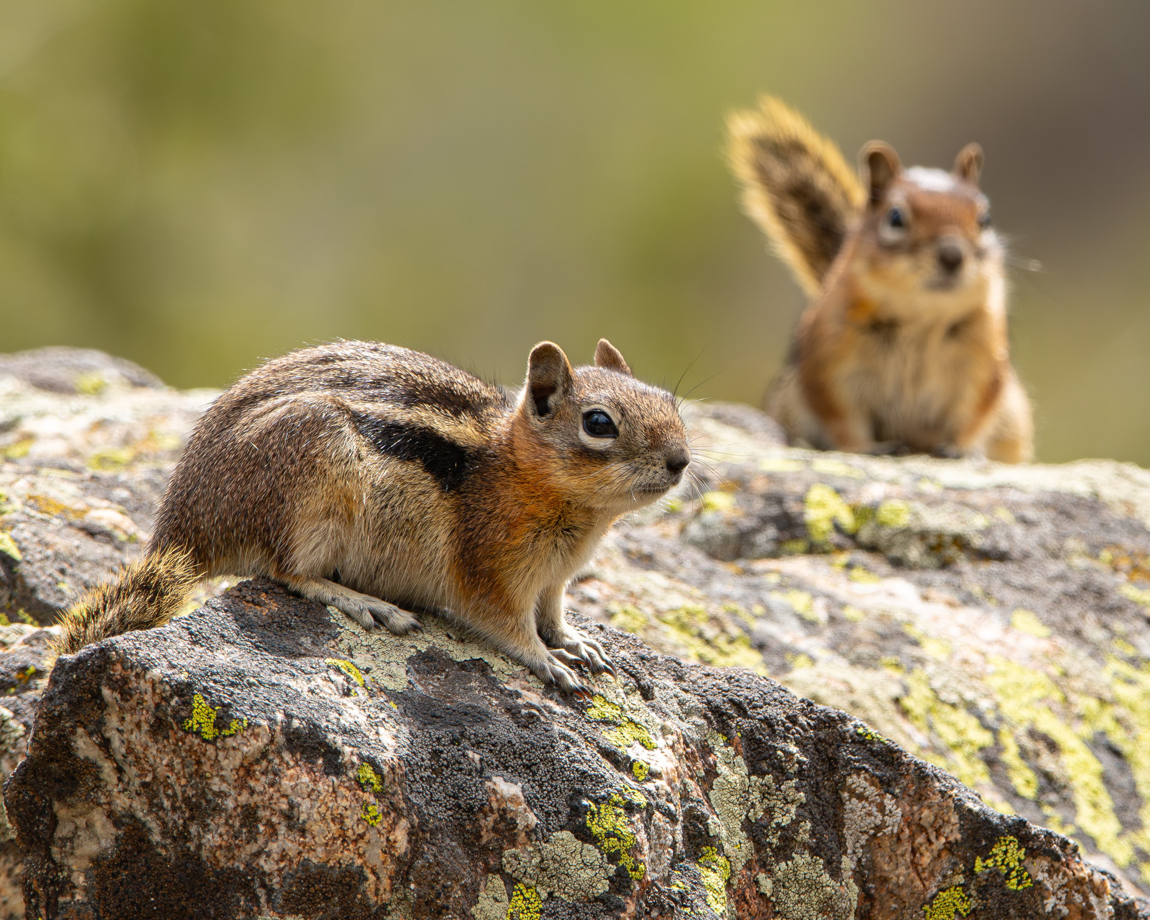 Golden-mantled Ground Squirrels sitting on a rock