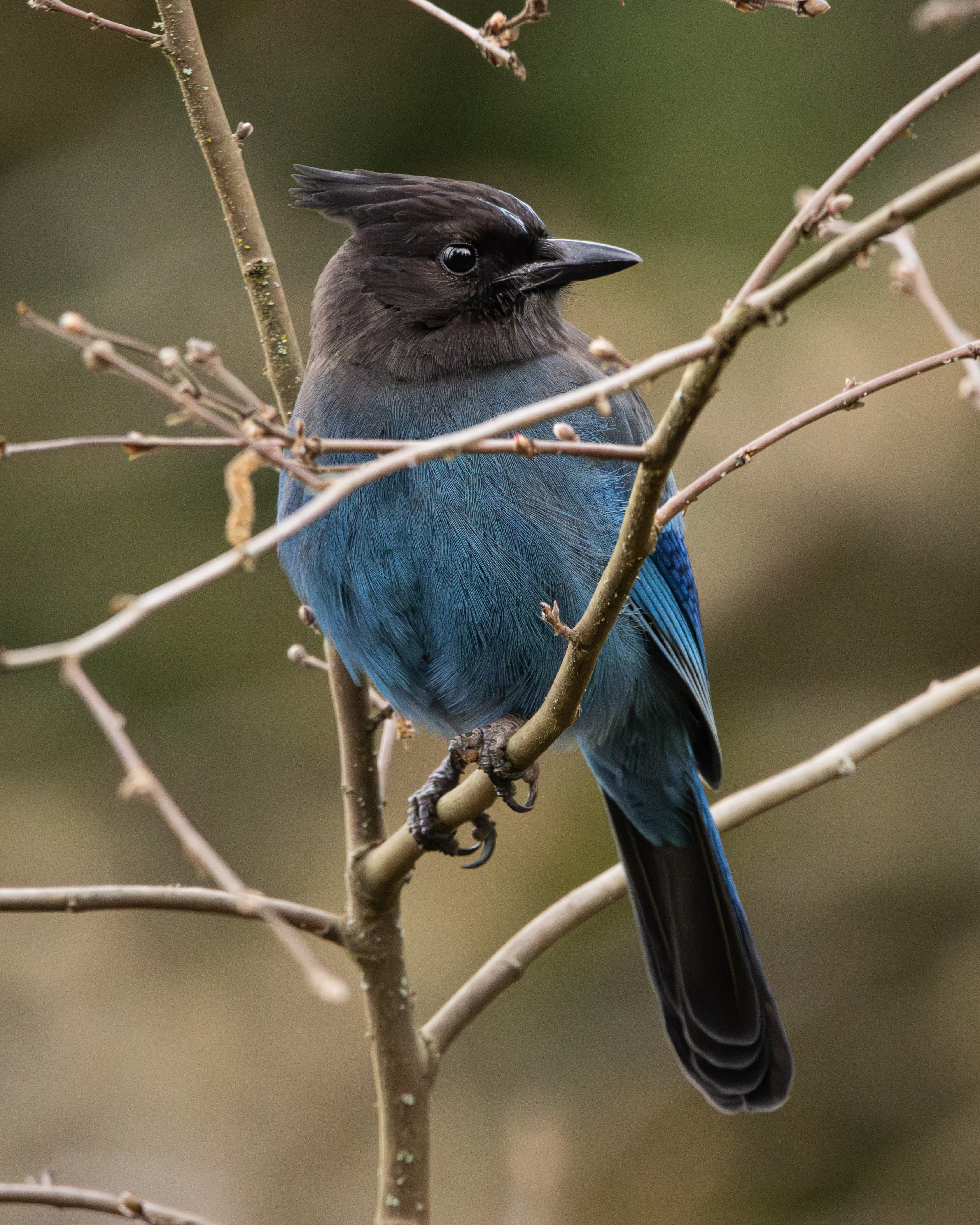 Steller's Jay perched on a branch