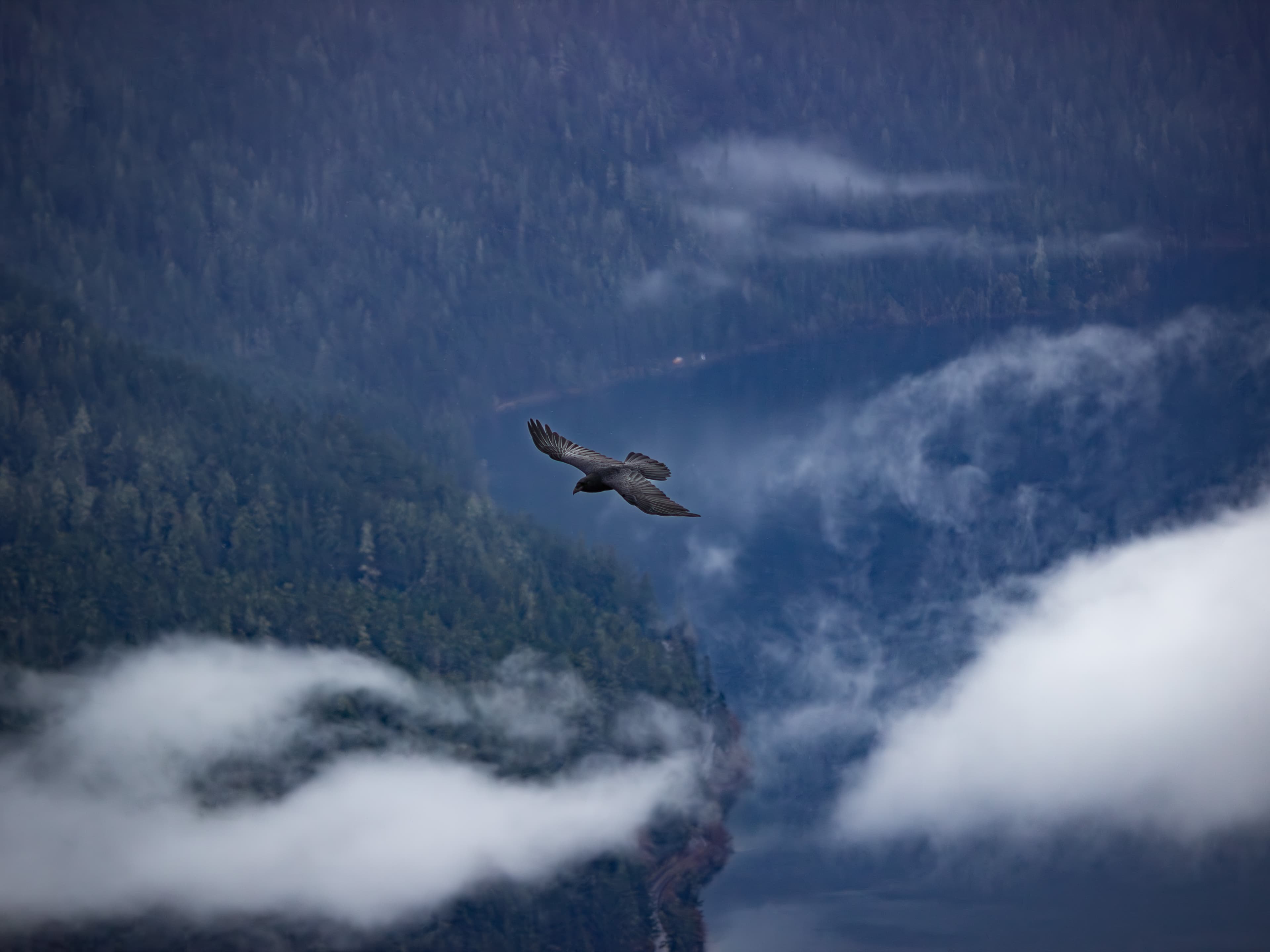 A Raven soars above Lake Crescent