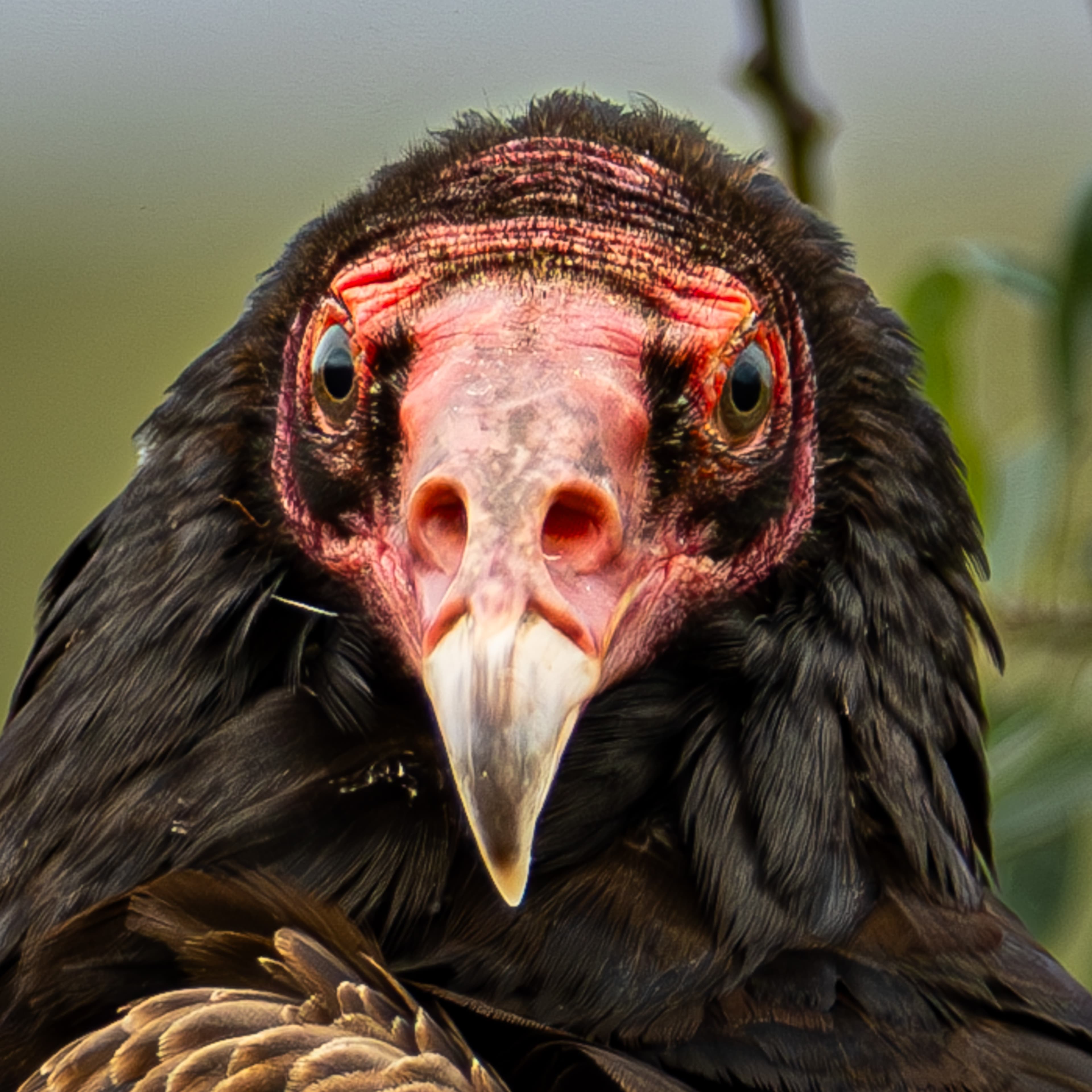 A close up of a Turkey Vulture