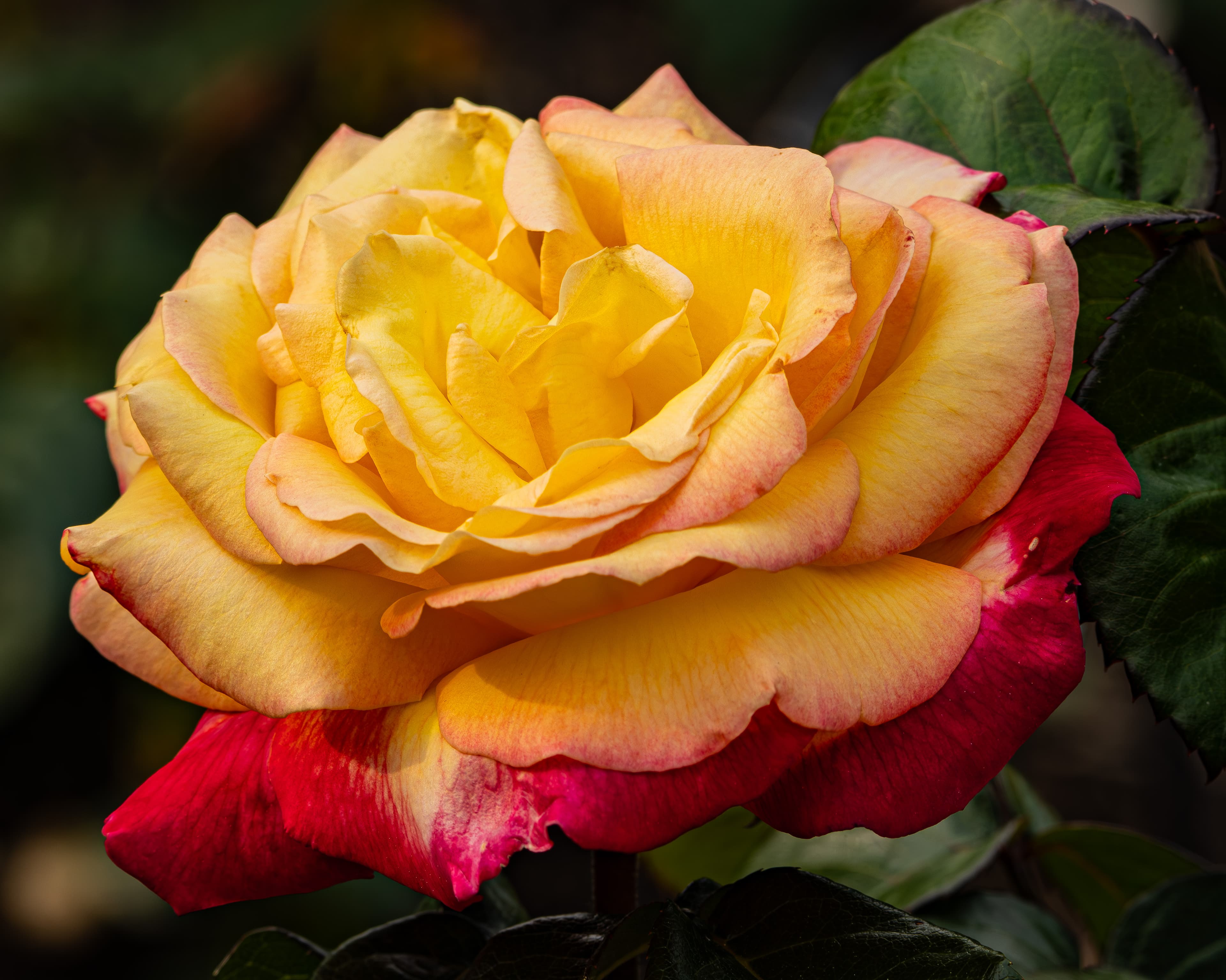 A close up of a Peace Rose